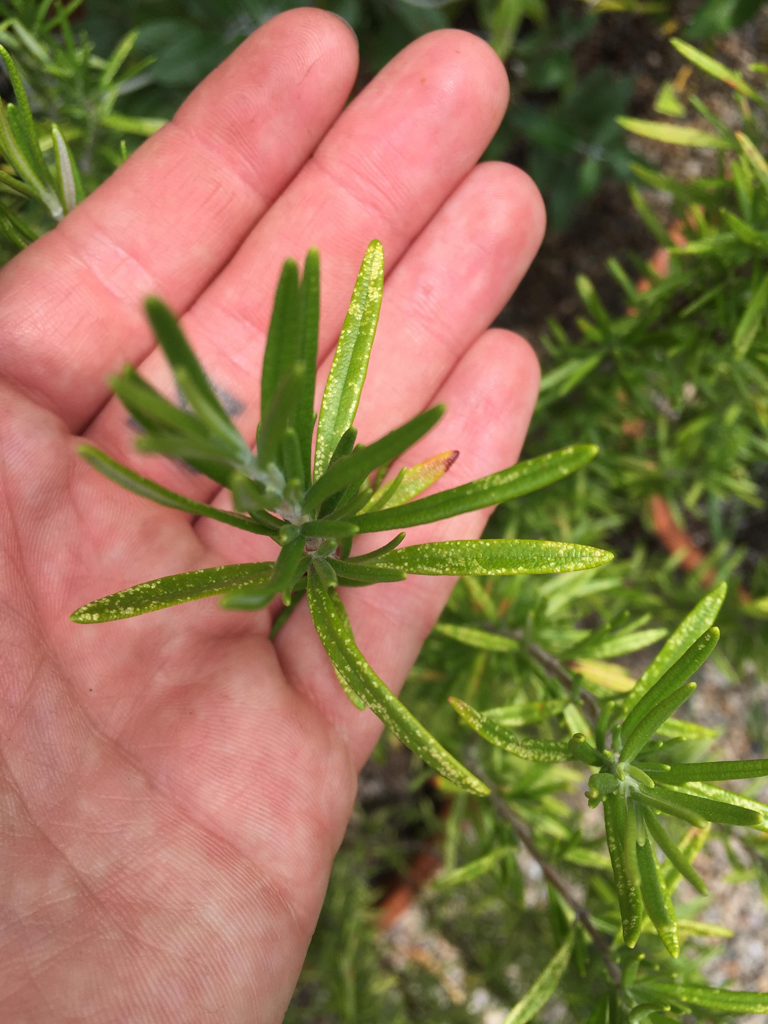 Help! I don’t know what these speckles of yellowing are on my rosemary plant. What could they be