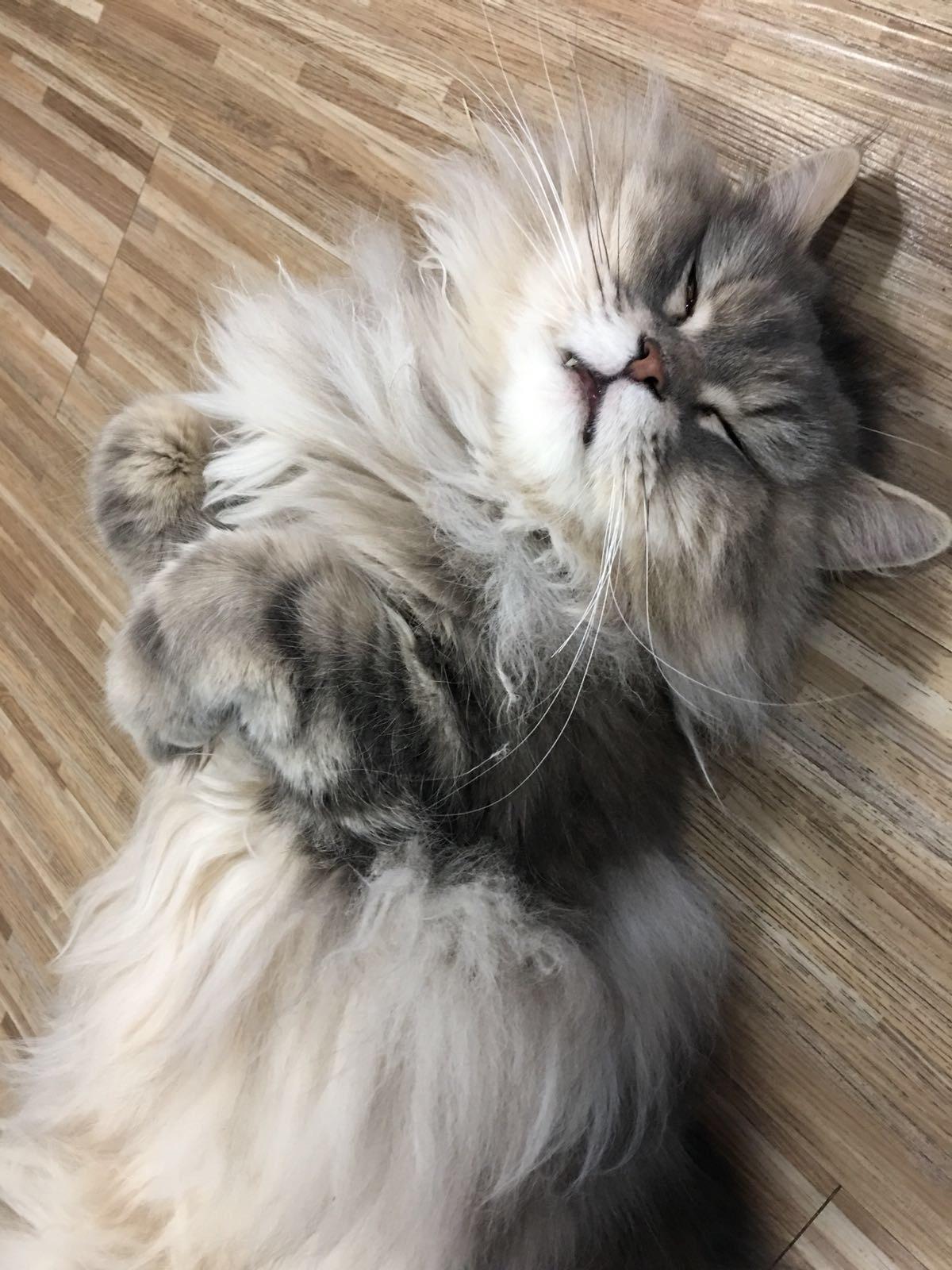Soft kitty, warm kitty, little ball of fur r/aww