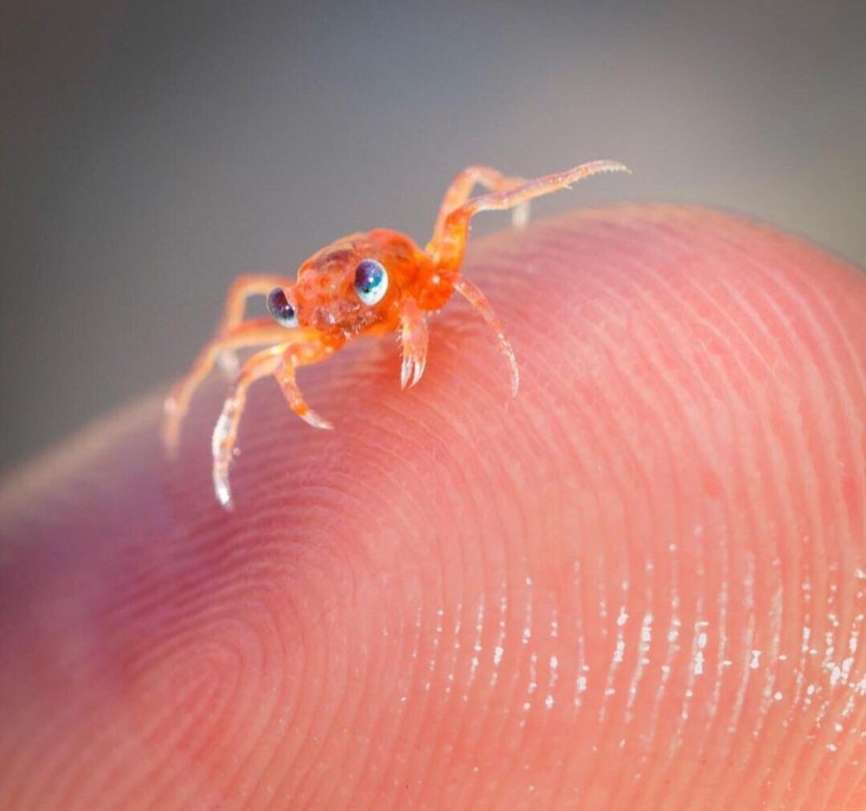This baby crab is really cute! r/aww