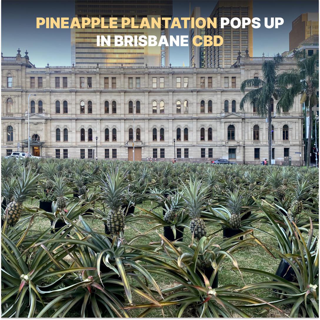 [ BrisbaneNews ] Step Back in Time to the Pineapple Plantations of