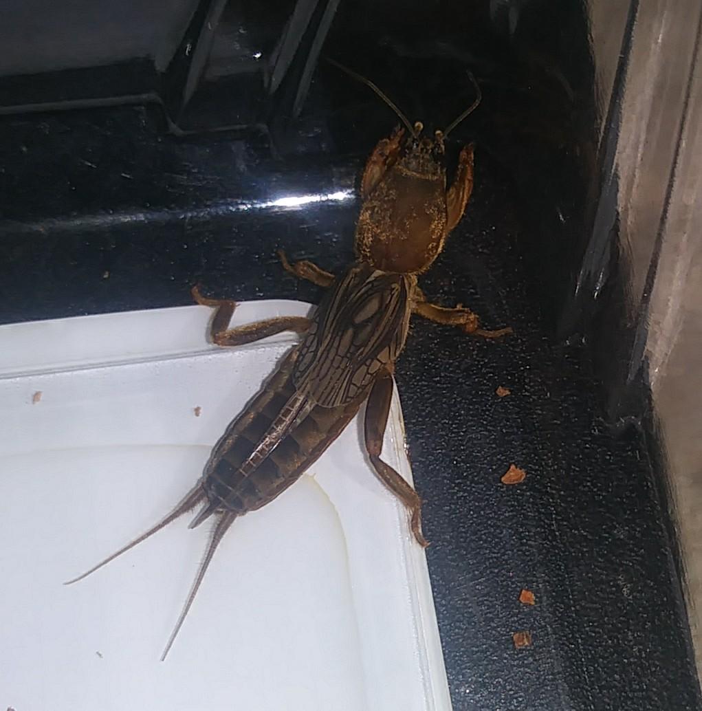 What is this demon bug I found? r/whatsthisbug