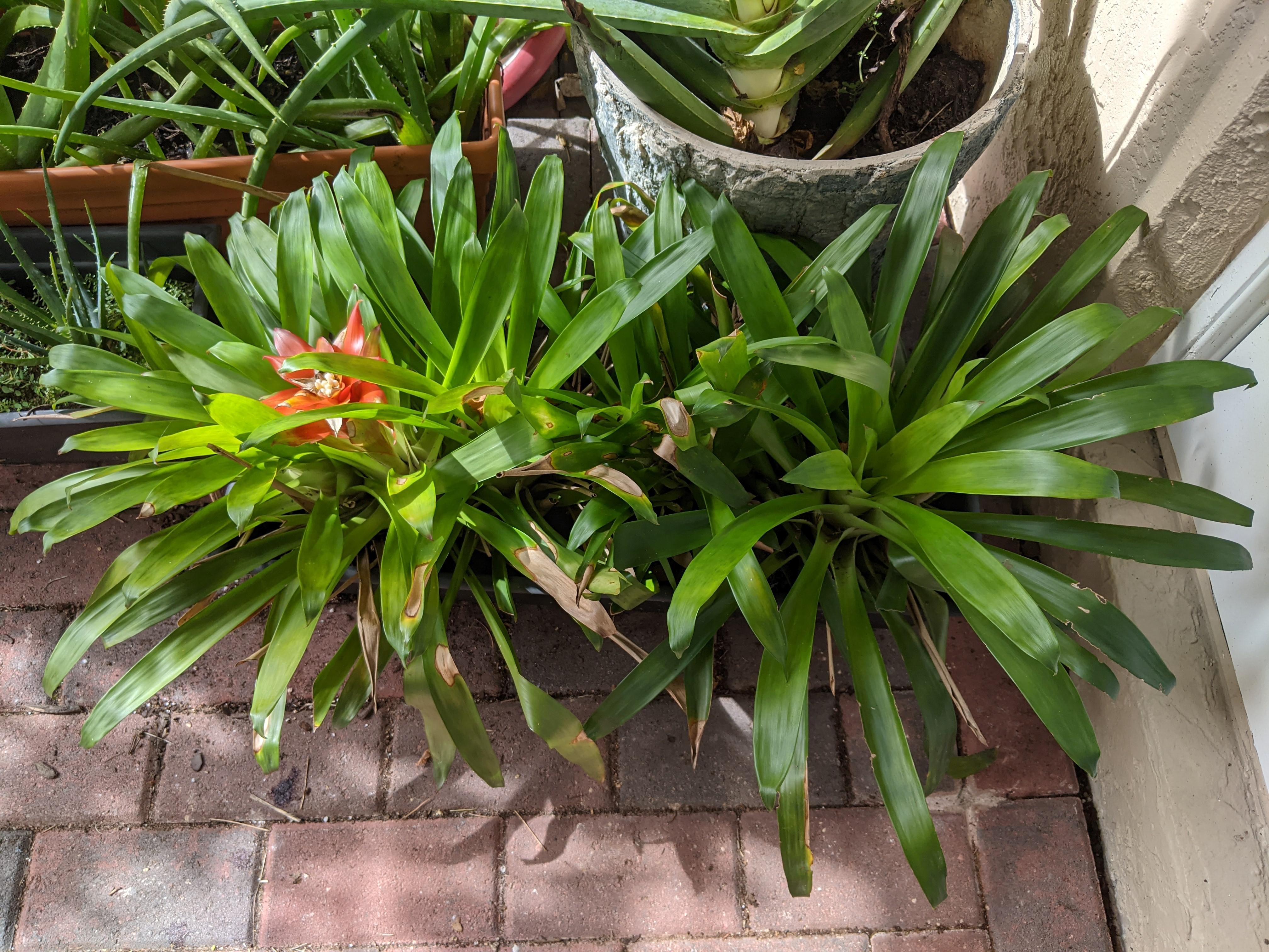 Rare Plant Auction Bromeliad Society of South Florida today 7pm at