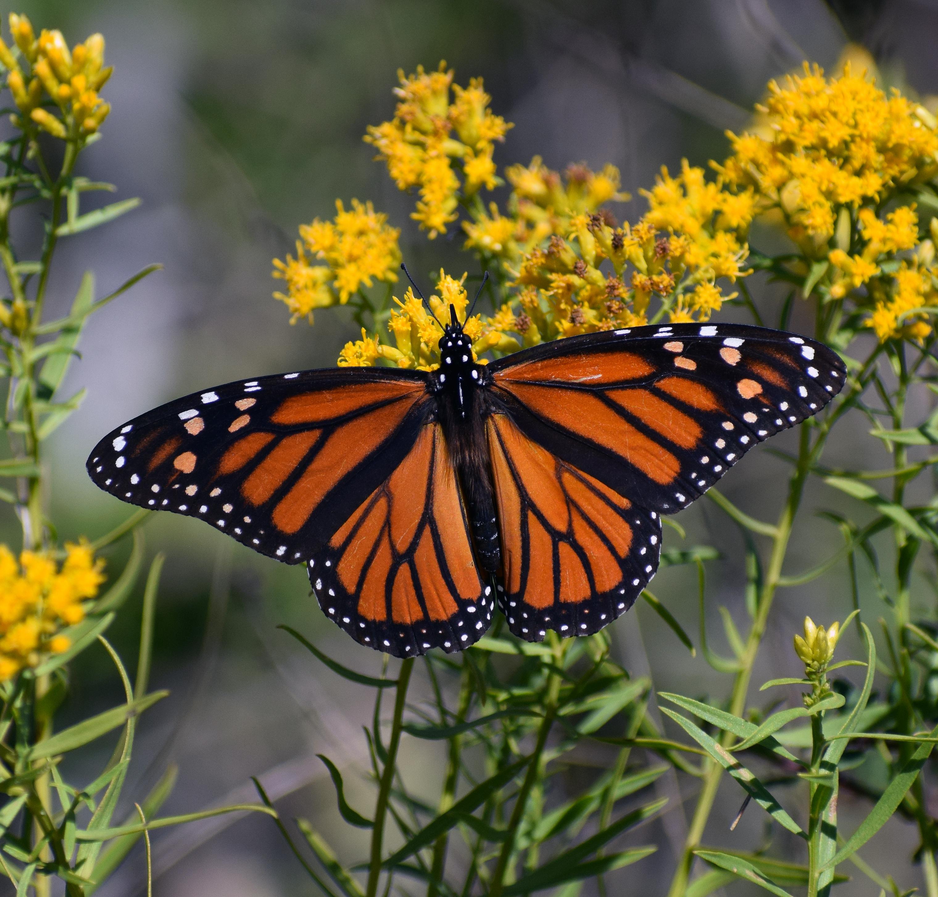 [TTM] Finally got a full Monarch wingspan r/Butterflies