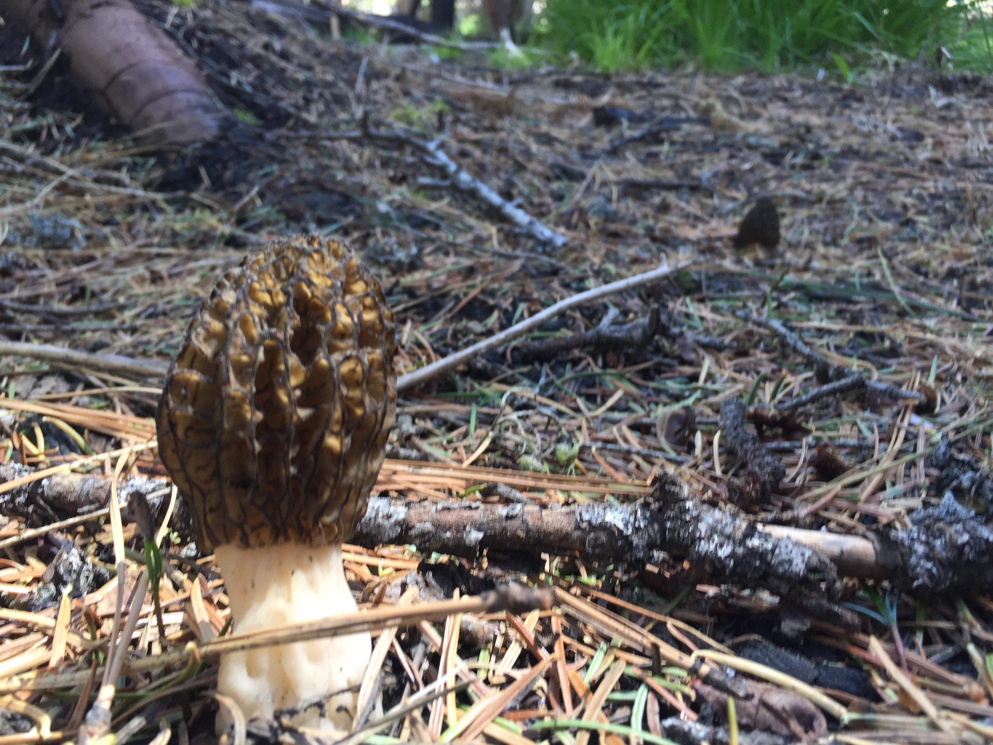Morels in the cascades! r/mycology