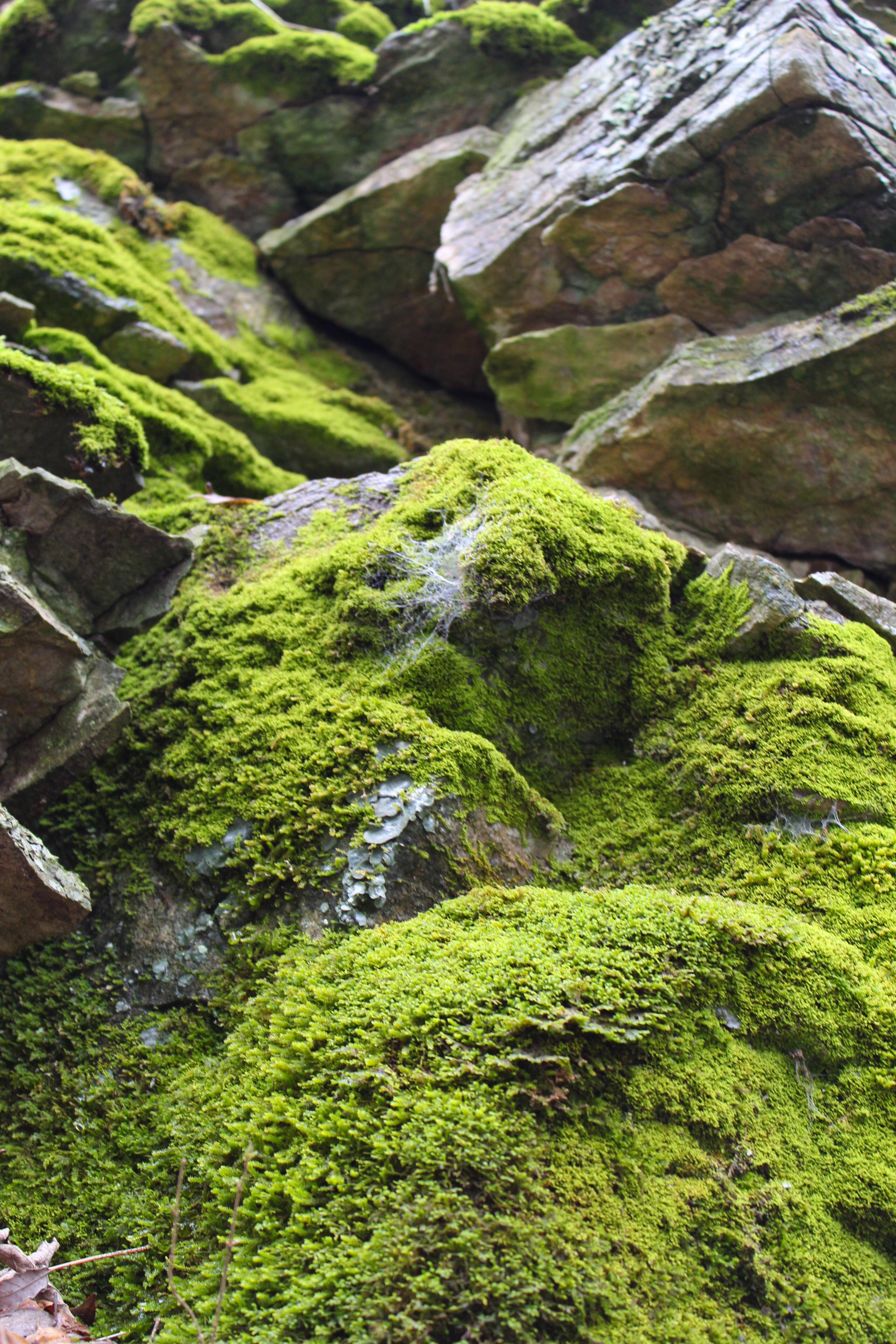 Moss on the rocks r/pics