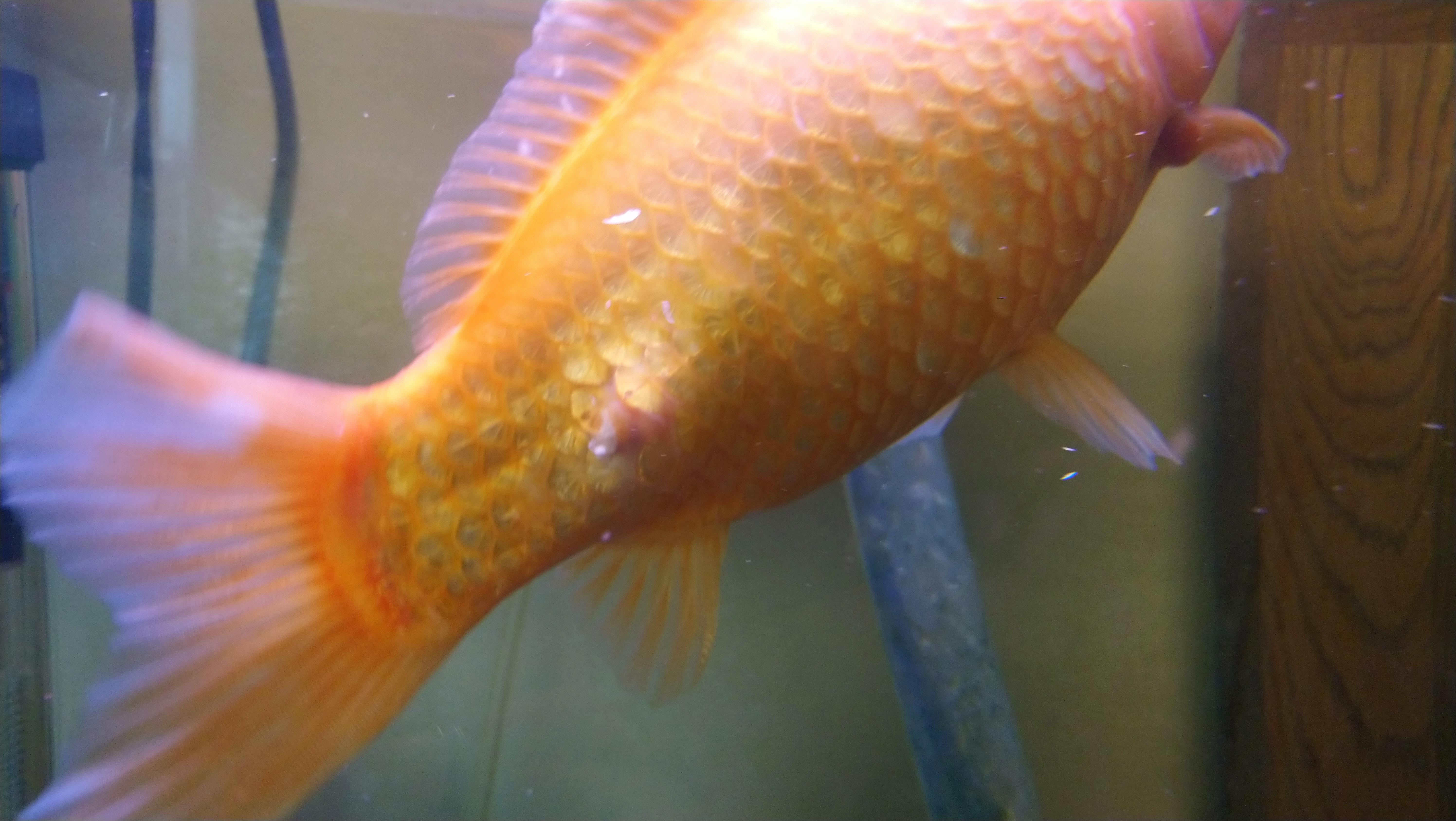 My large goldfish, in a community center tank I manage, had a bump. It