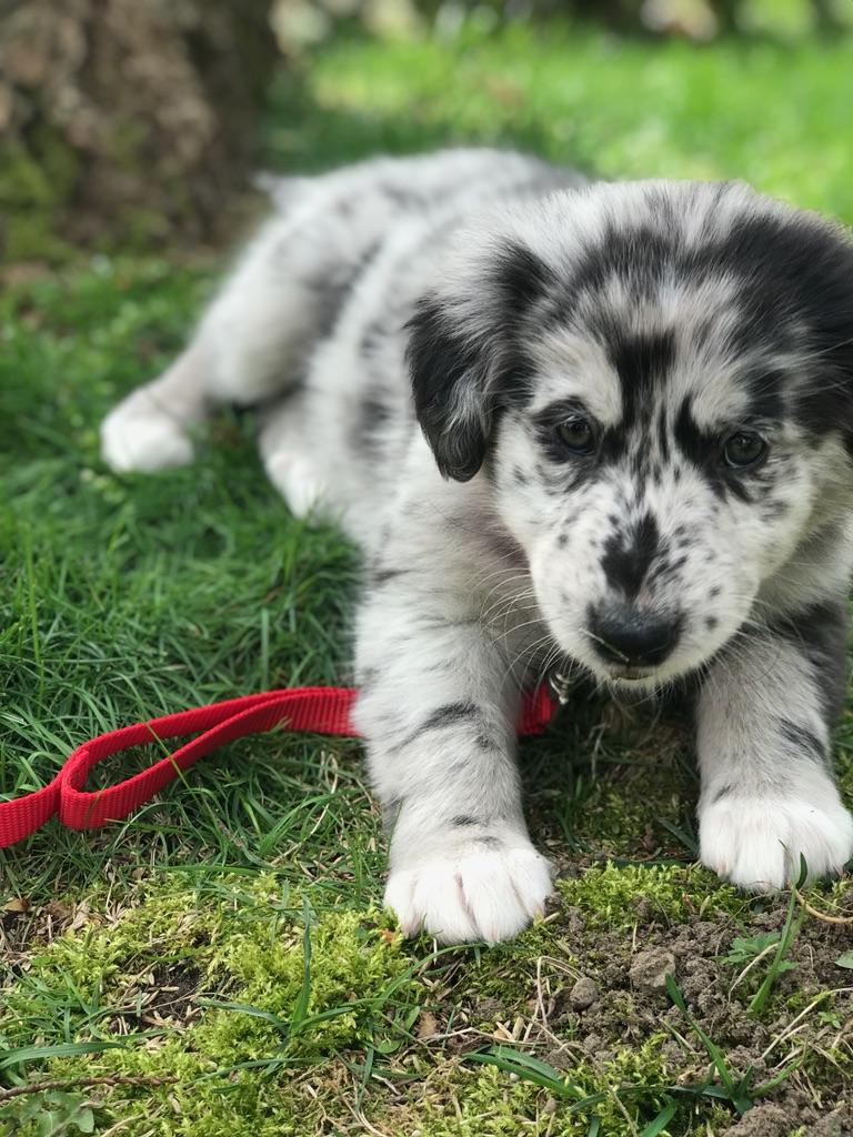 Reddit, meet our new girl! She's a rough collie and golden retriever cross. r/aww