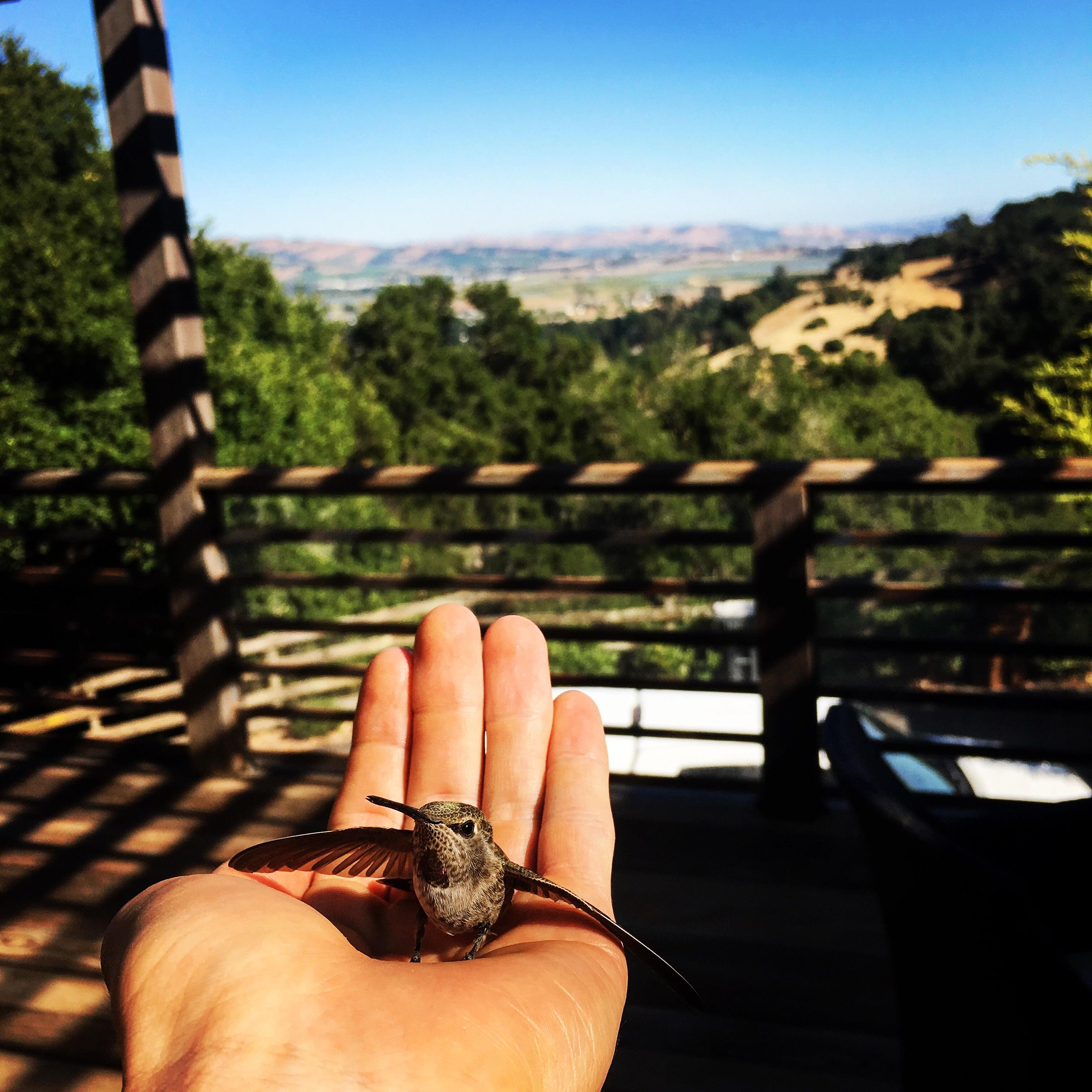 This hummingbird landing in my hand today. Like For Real Dough