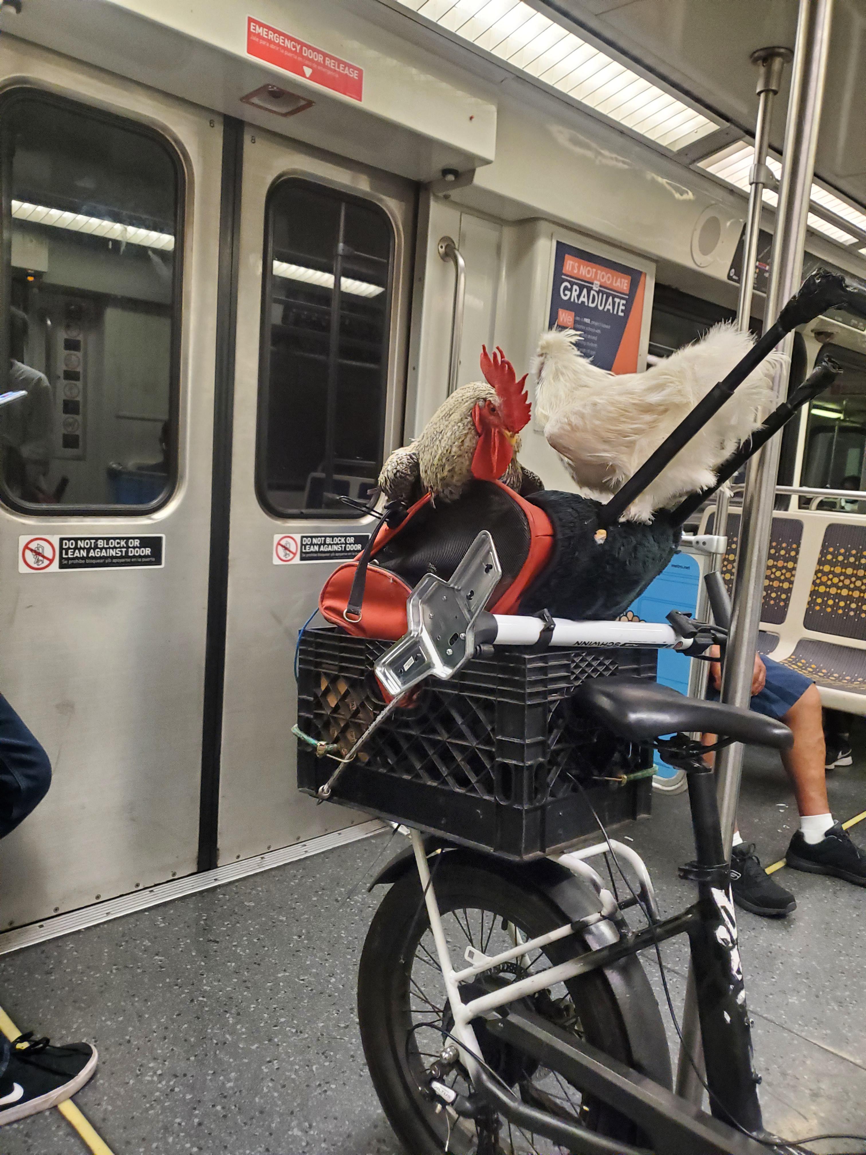 I saw a rooster on the train today r/mildlyinteresting