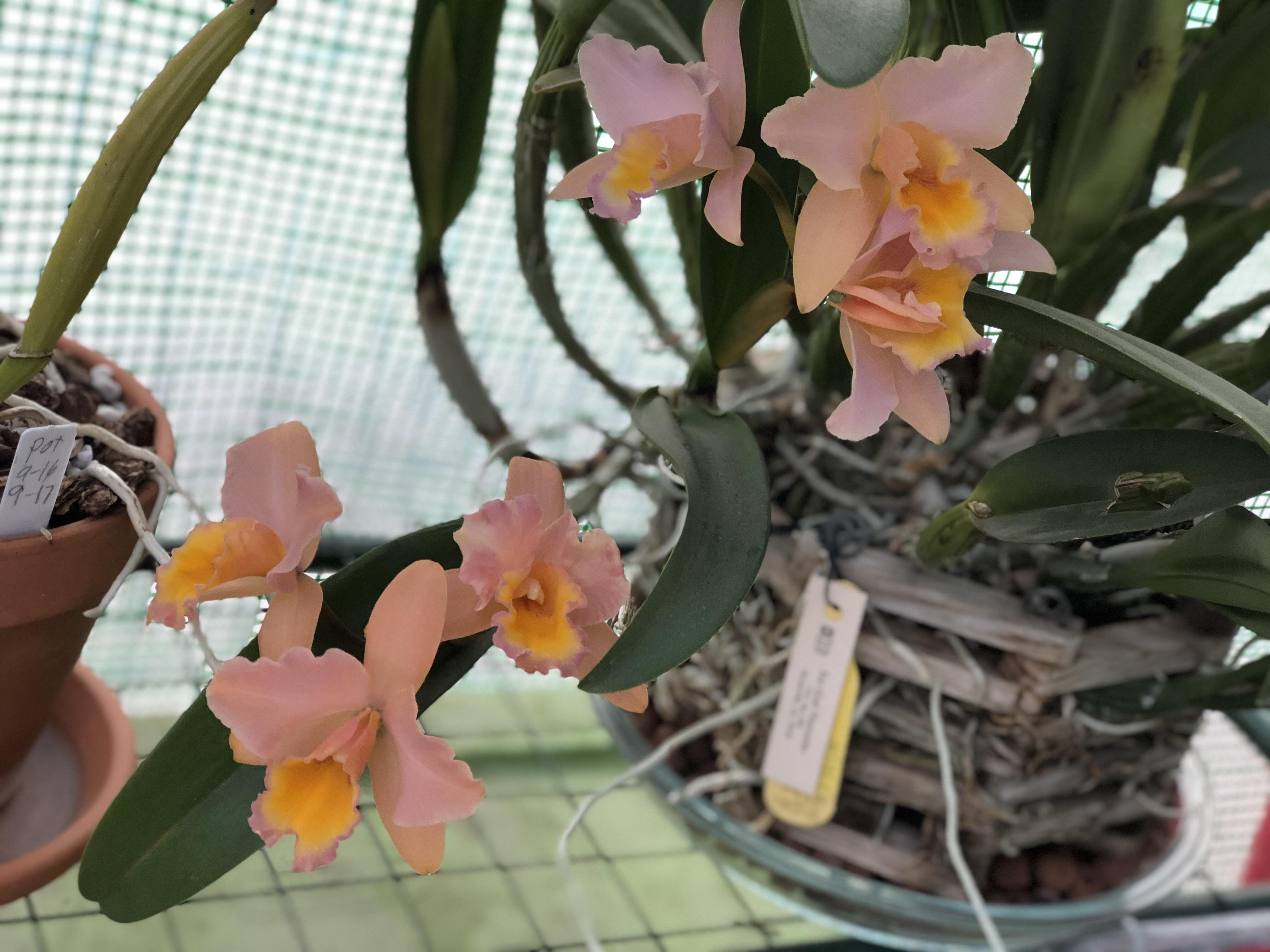 Cattleya Peaches and Cream Sorbet. Shared last month and the month