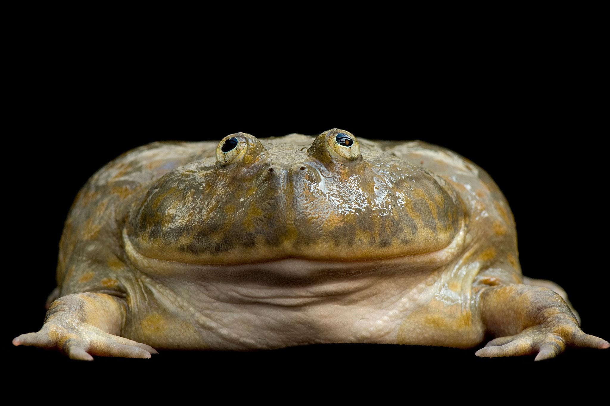 Here’s a Budgett’s Frog, photo from National Geographic. bleup. r/frogs