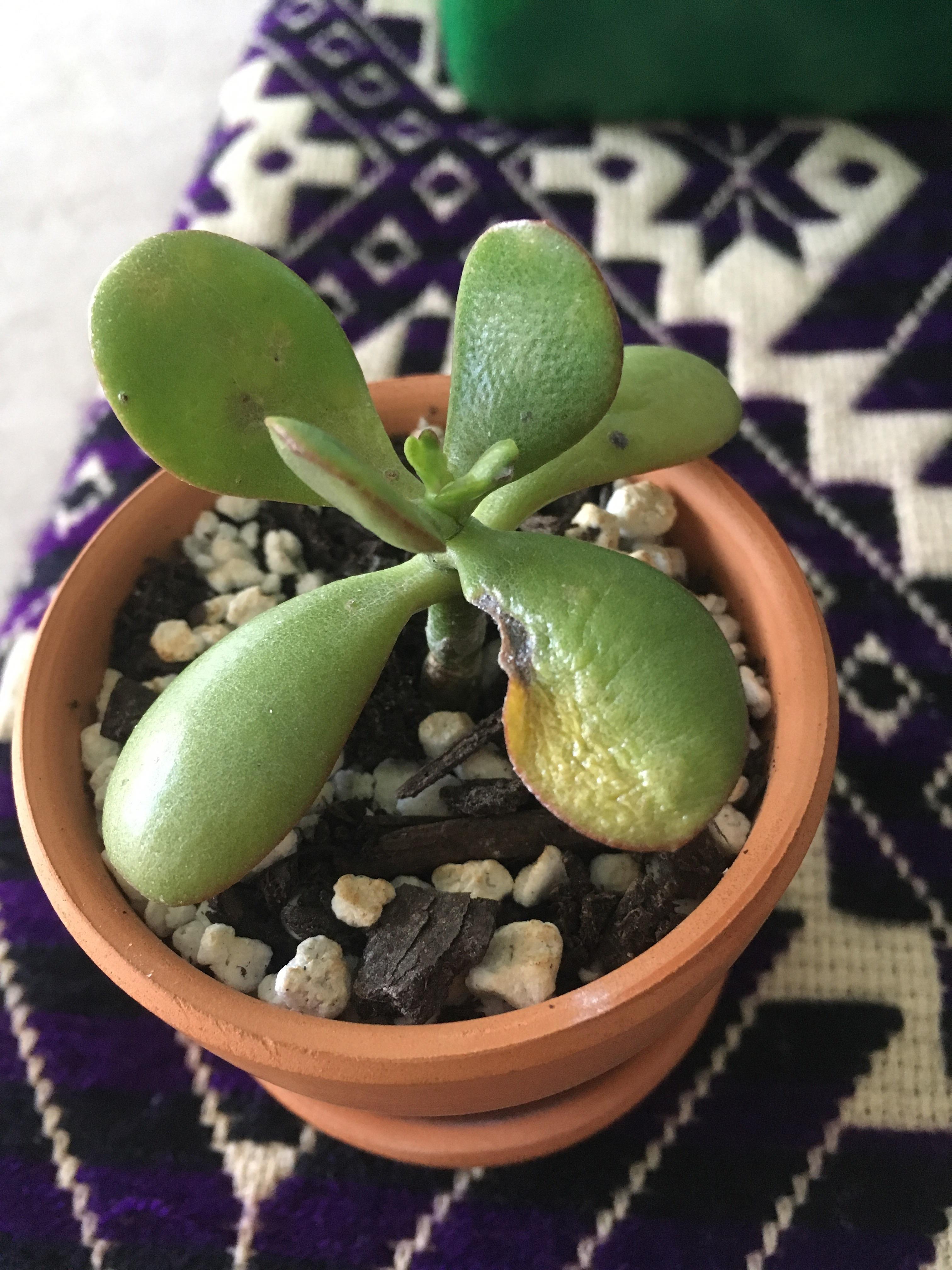 Can this jade plant baby be saved? r/succulents