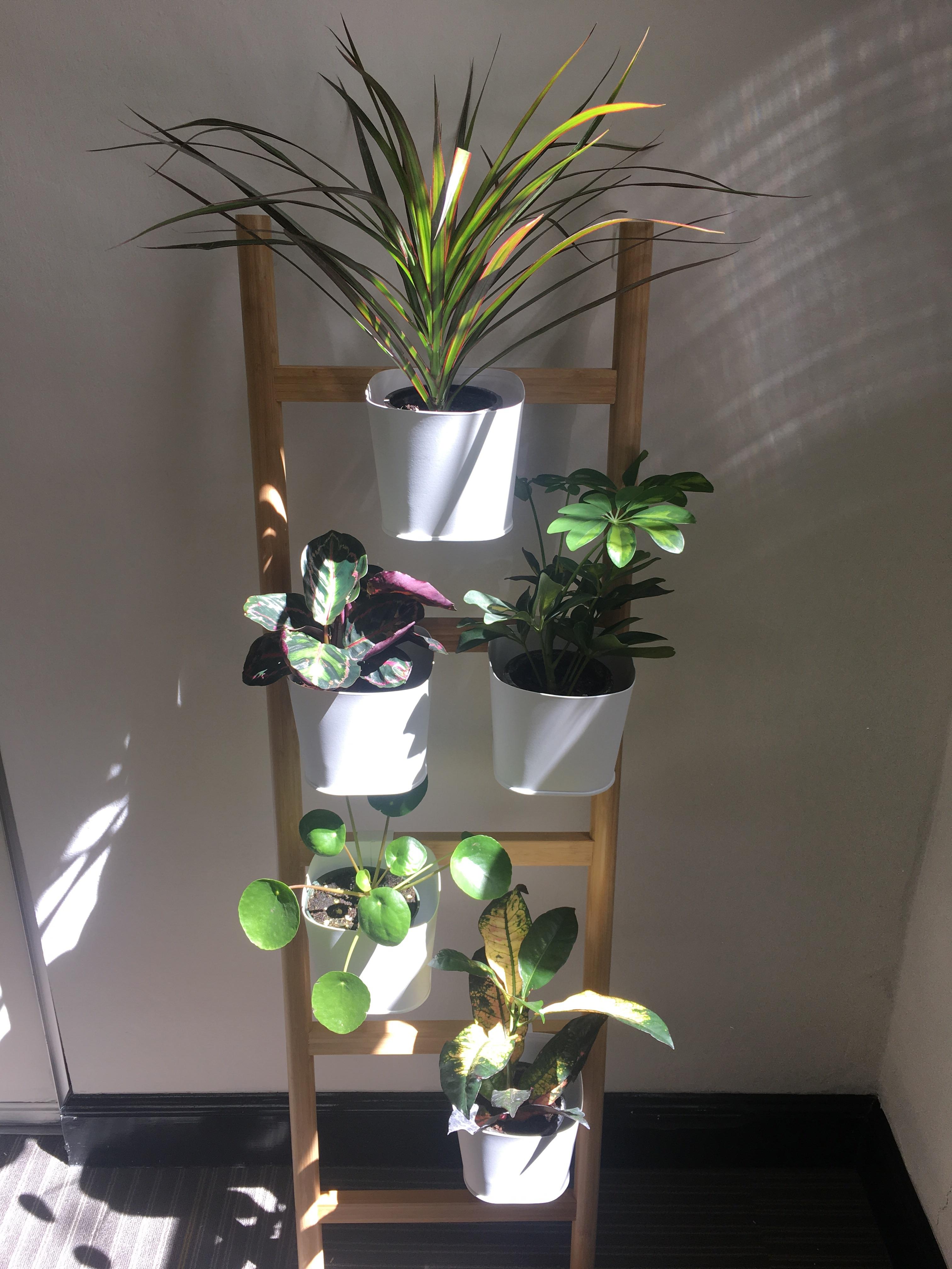 Plant stand that I designed for the conference room at my office ☺️ r