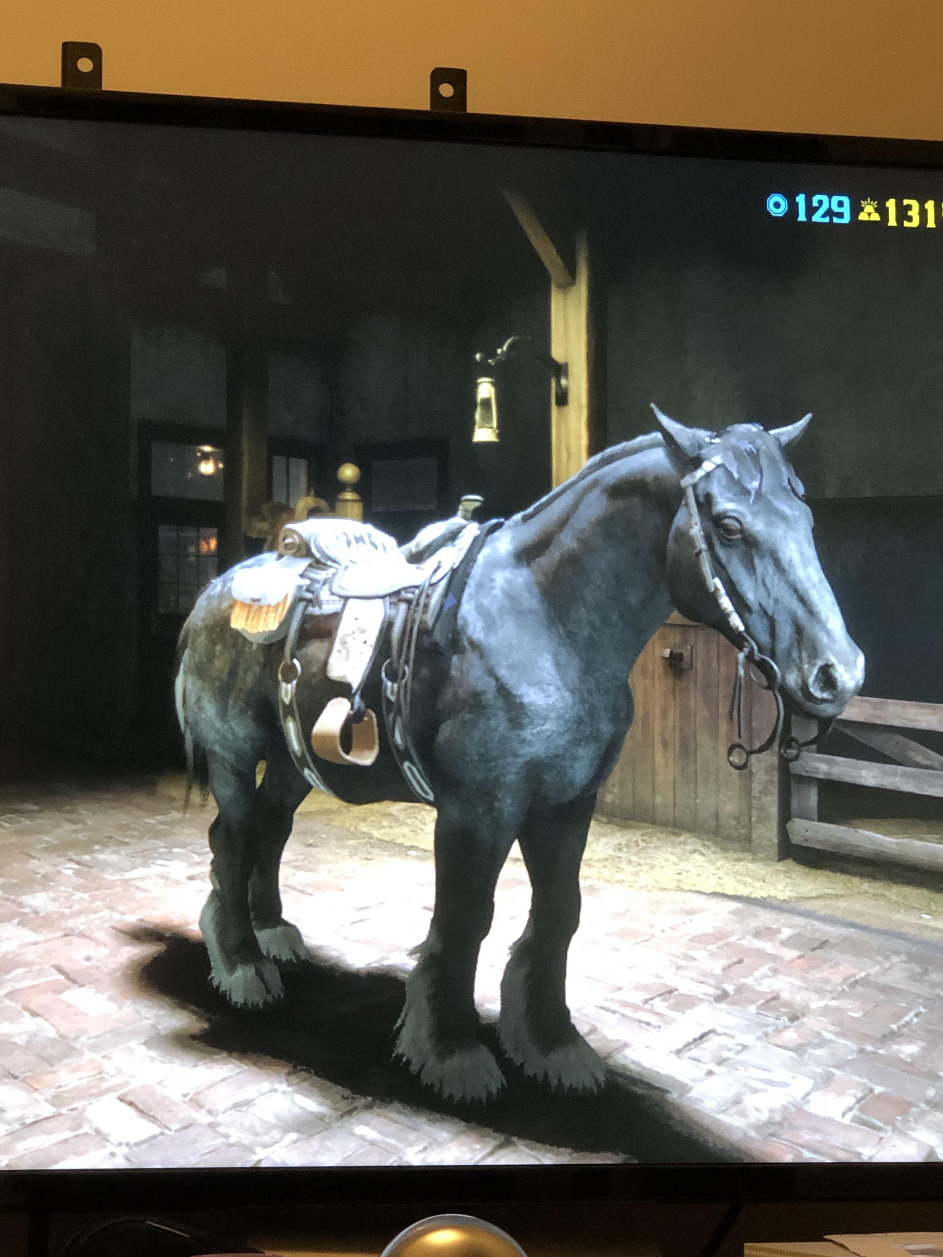 I didn’t need another horse but then my favorite breed went on sale for