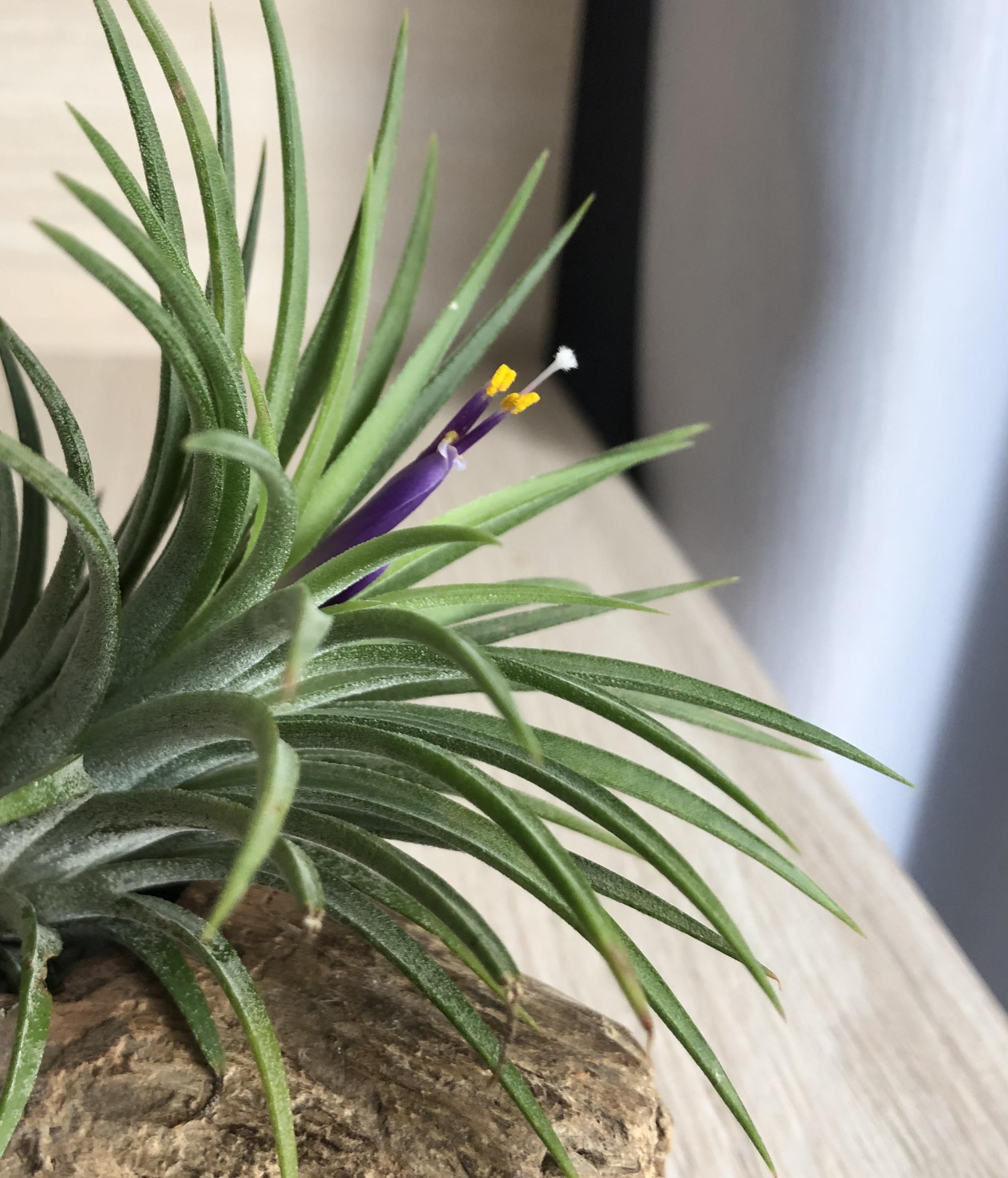 Should I pollinate my air plant? I read that if I don’t, it will grow