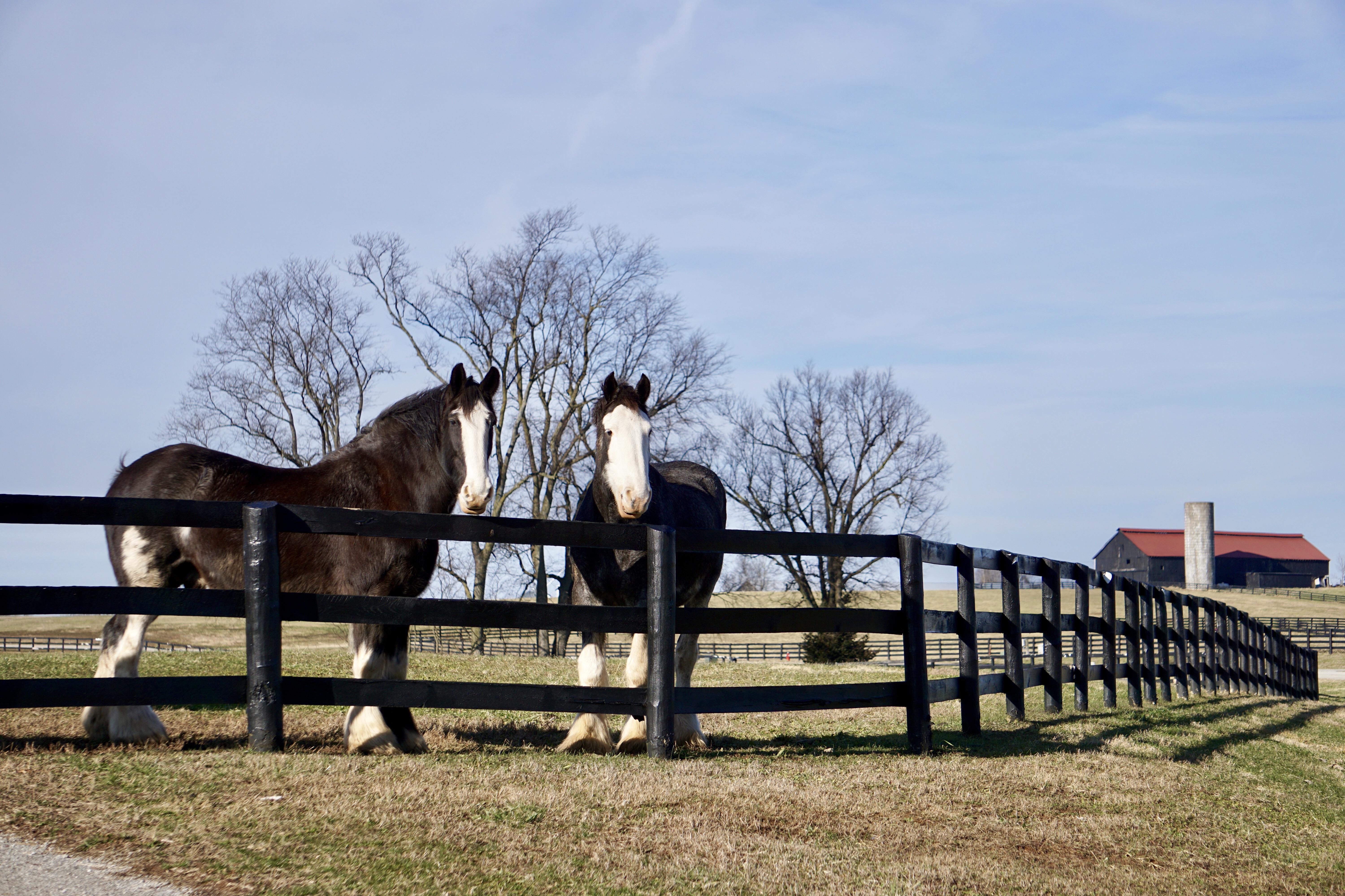 Can anyone ID this breed? KY Horse Park Lexington, KY r/Horses
