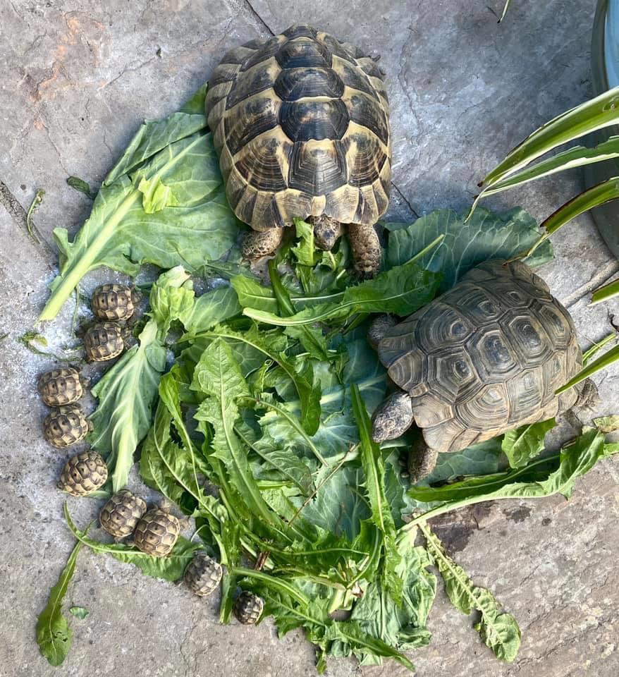 Family of Tortoises enjoying breakfast r/aww