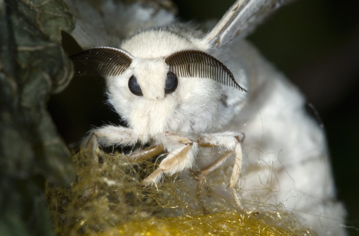 the recently discovered Venezuelan poodle moth. r/Eyechlorine