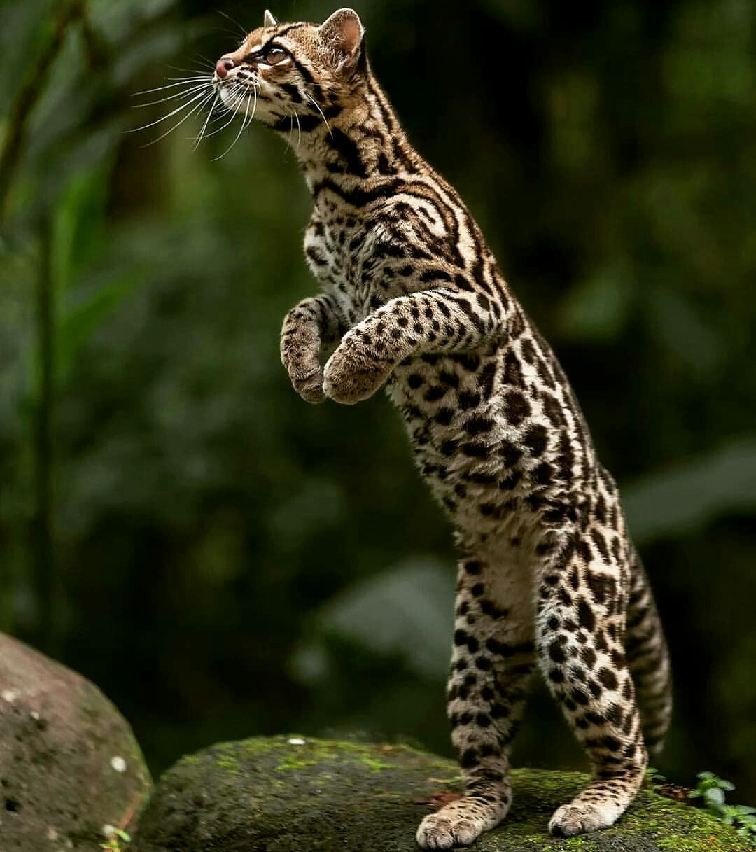 🔥 Margay, a small wildcat native to central and south america 🔥 r