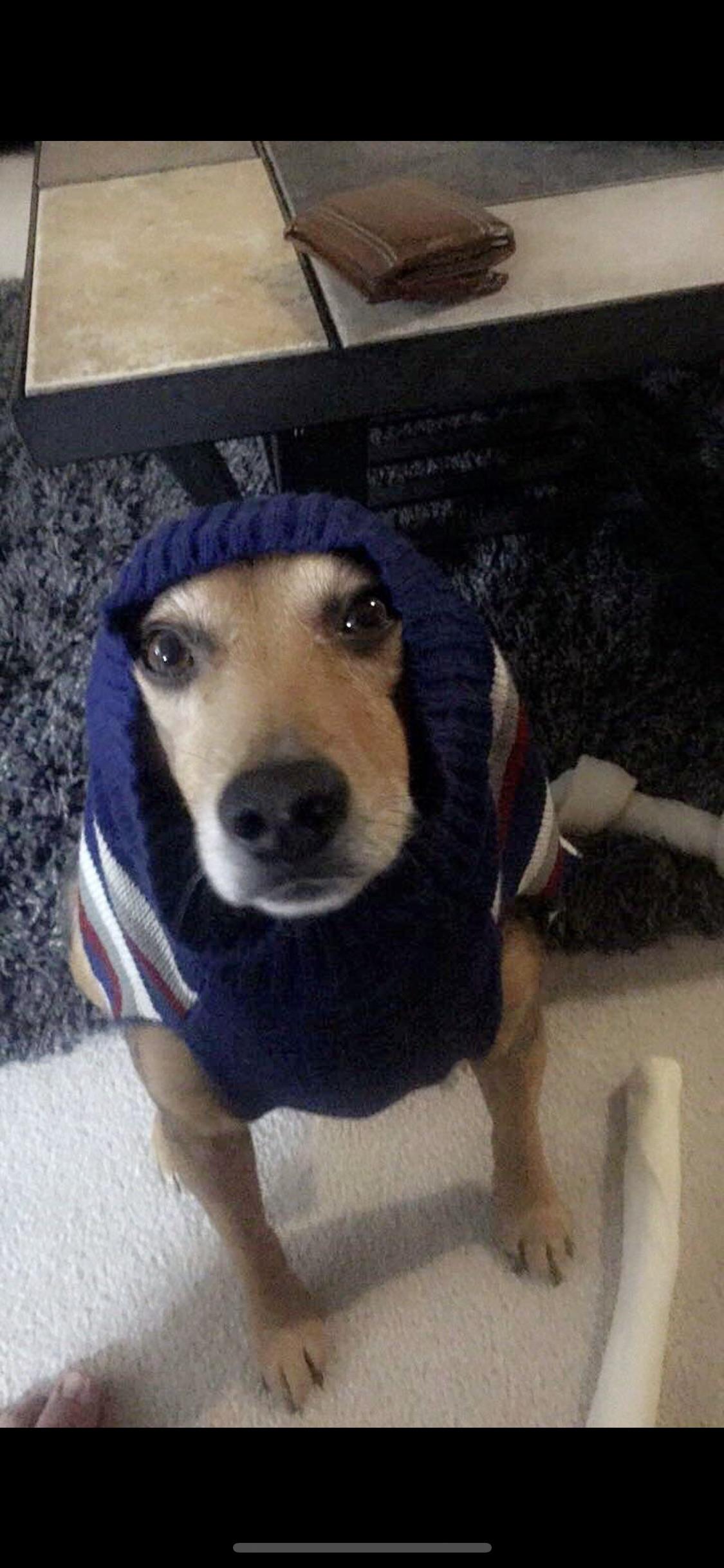 He likes his sweater r/beagle