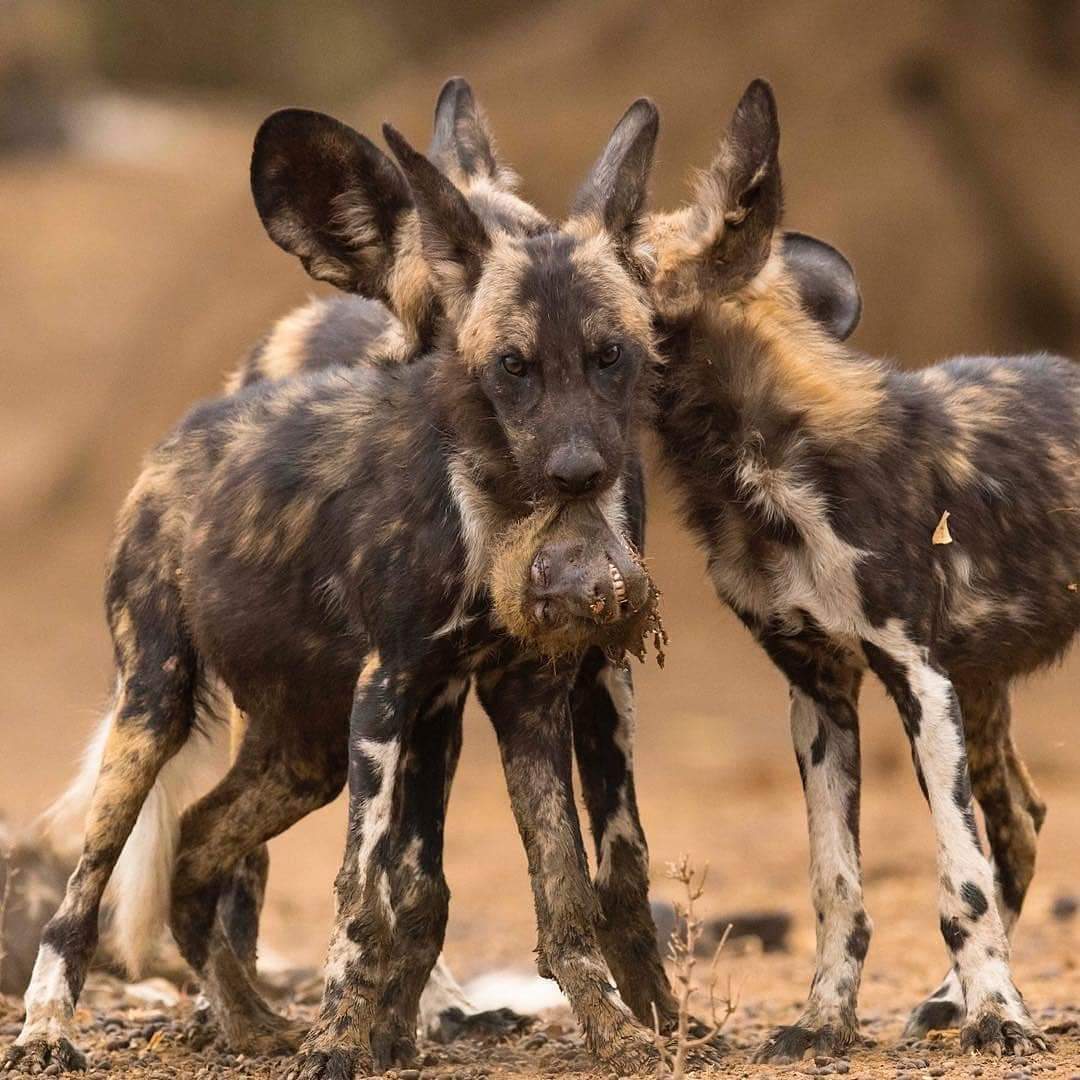 African Wild Dog Puppy Holding the head of a Baboon r/natureismetal