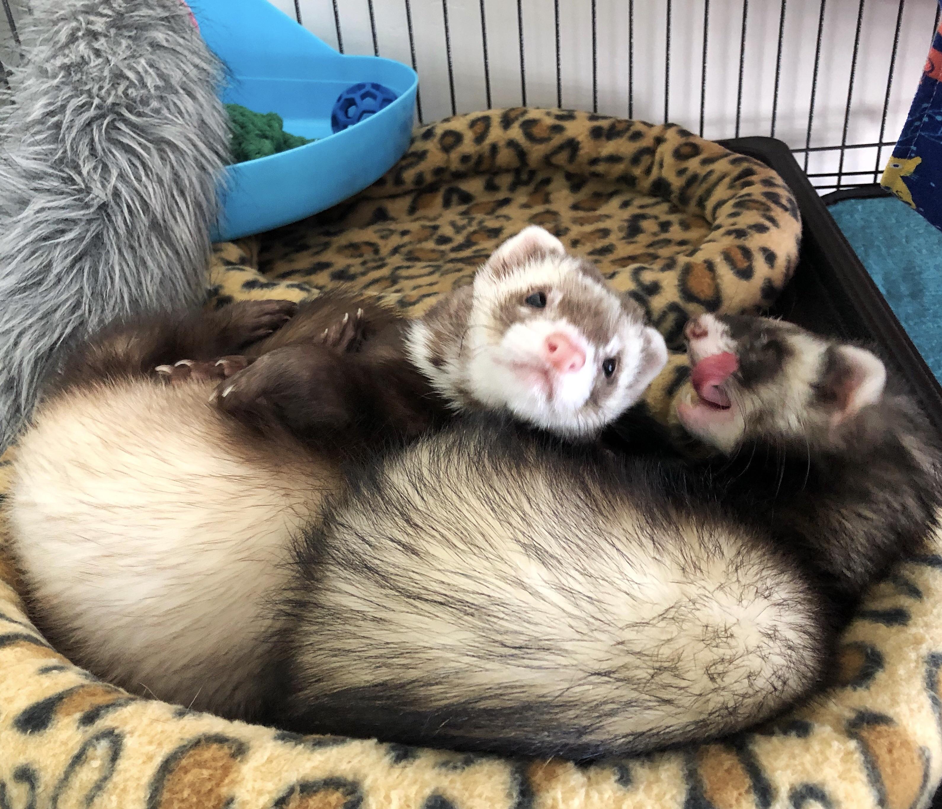 Ferret cuddles 🥰 r/ferrets