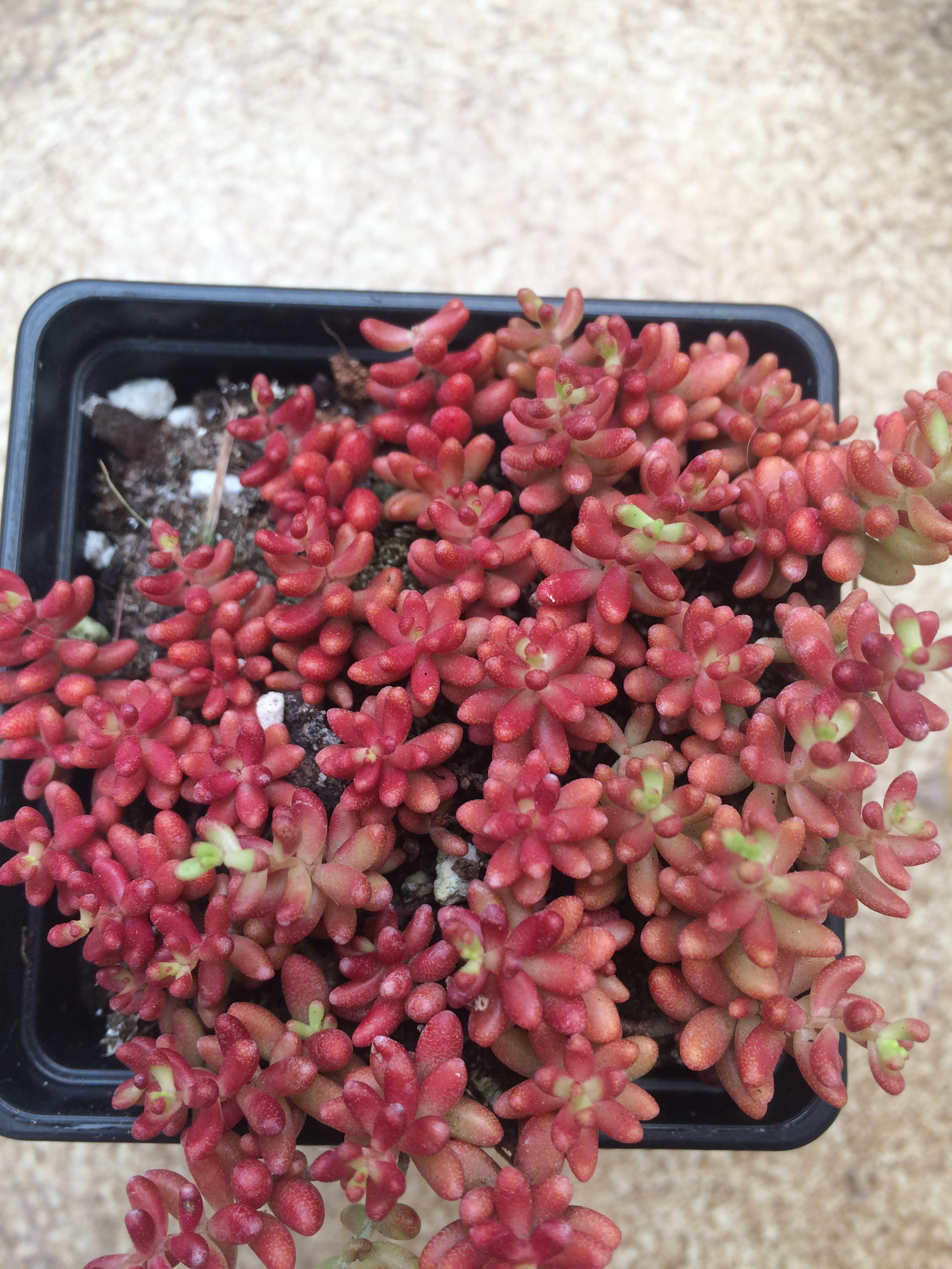 Bought as rockery plant any ideas? r/whatsthisplant