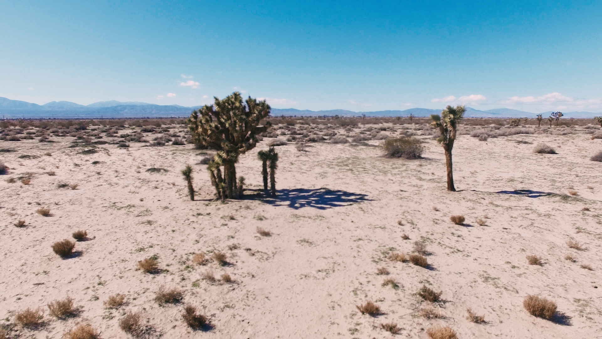 Desert trees near Palmdale, CA [OC][3840x2160] r/desertporn