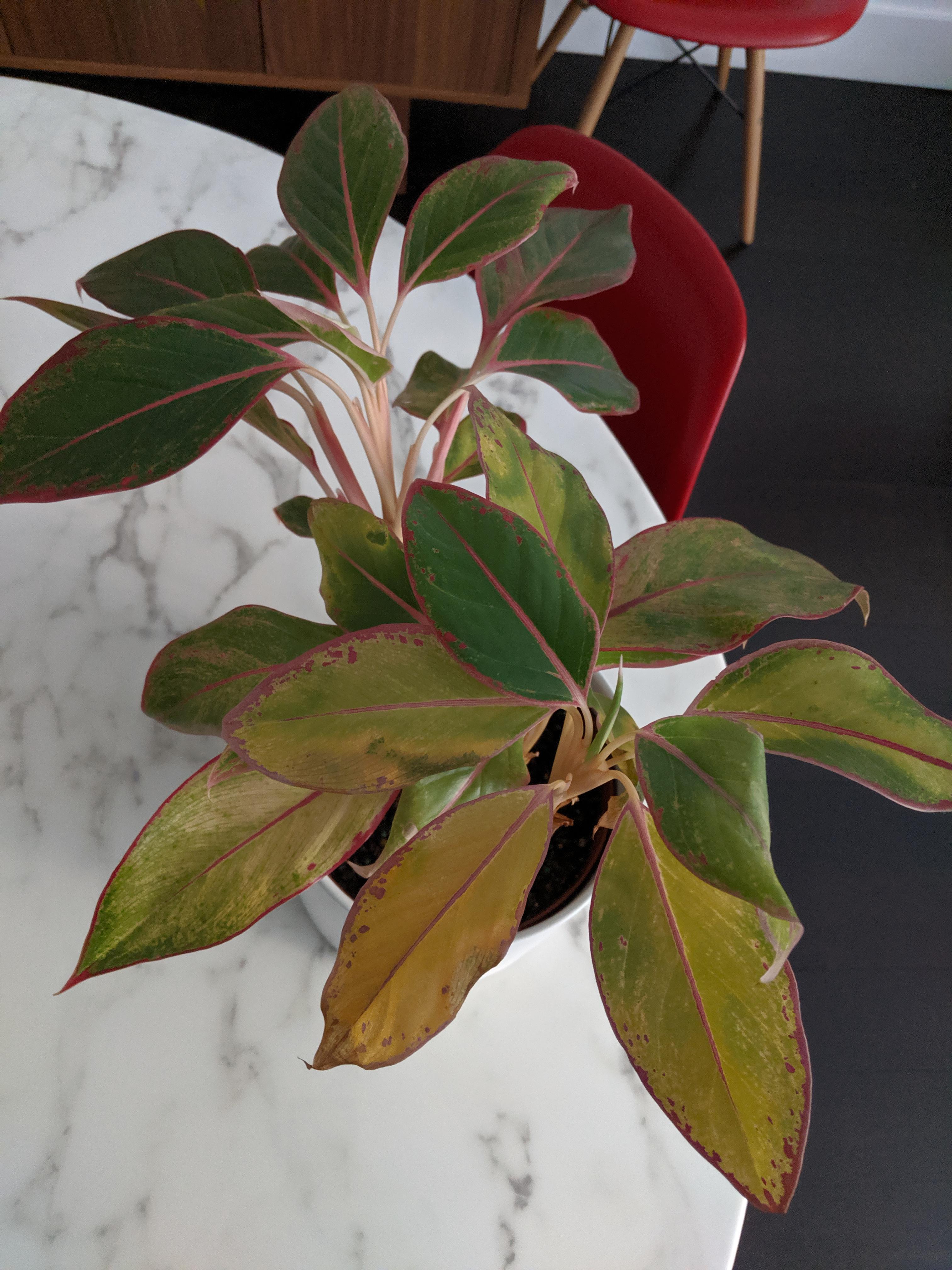 Why is my Chinese Evergreen yellowing? The one in the front keeps