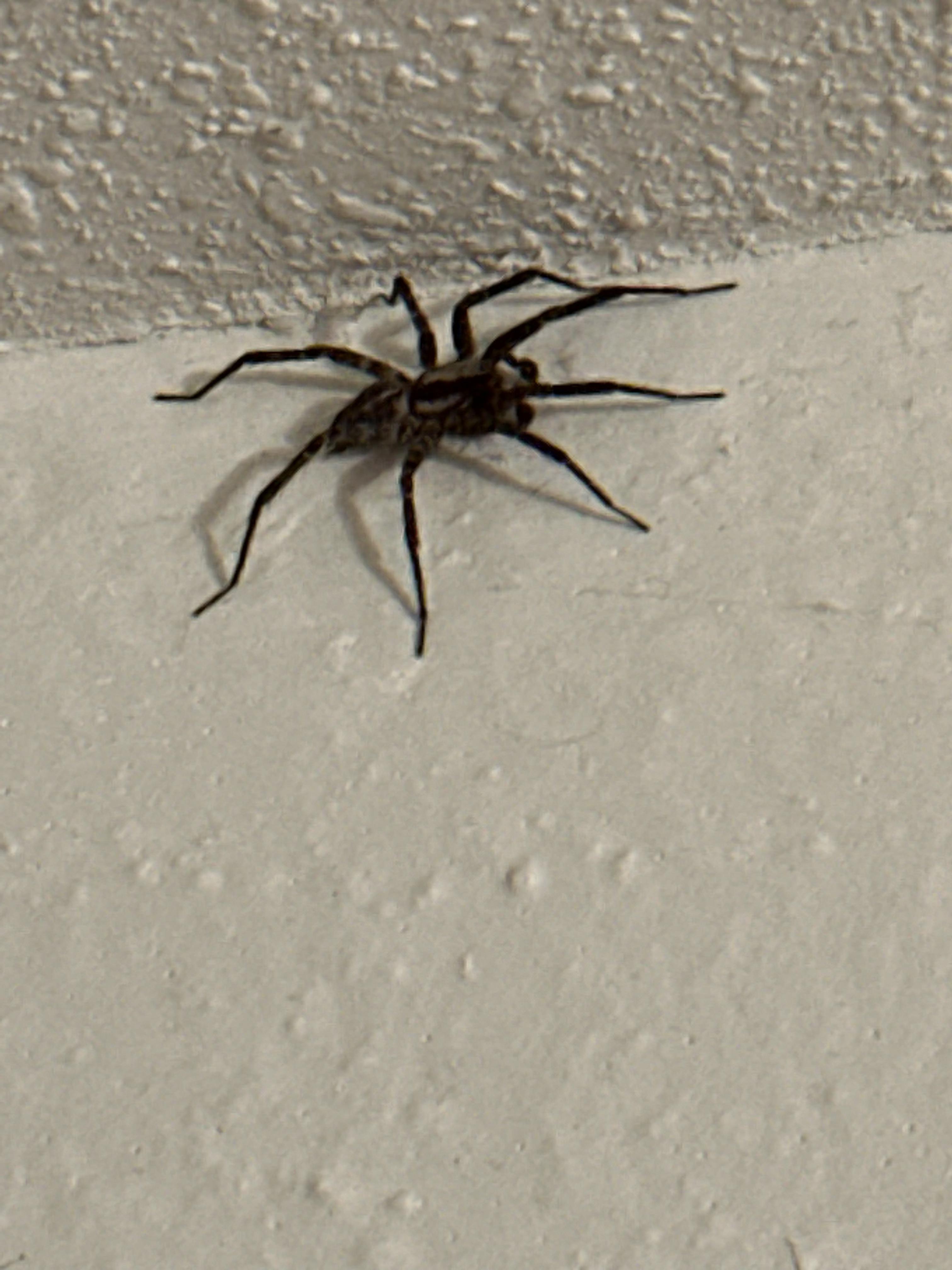 What kind of spider is this ? : r/spiderID