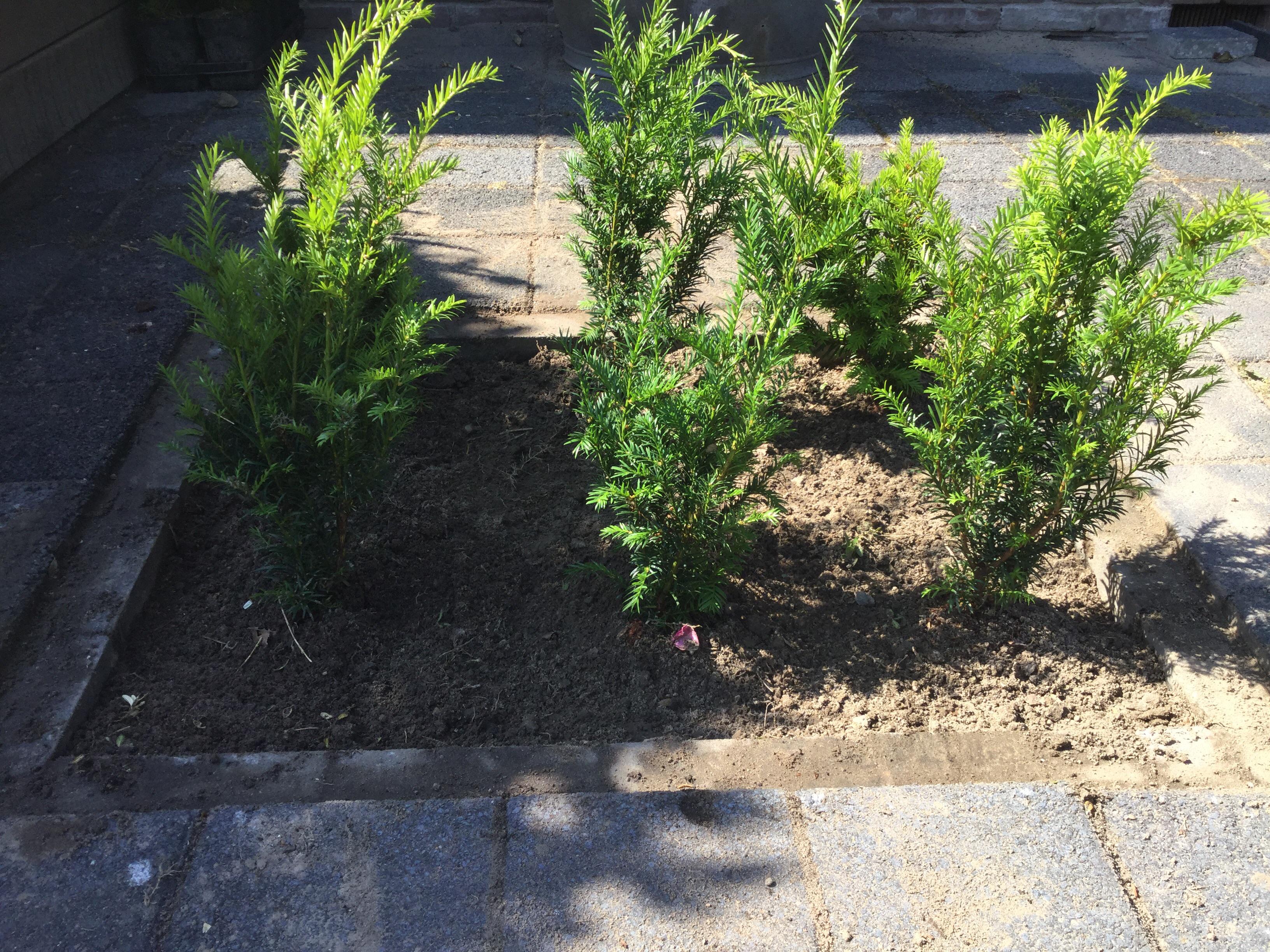 Put in my hicks yew today. Apart from mulching what else could i do for