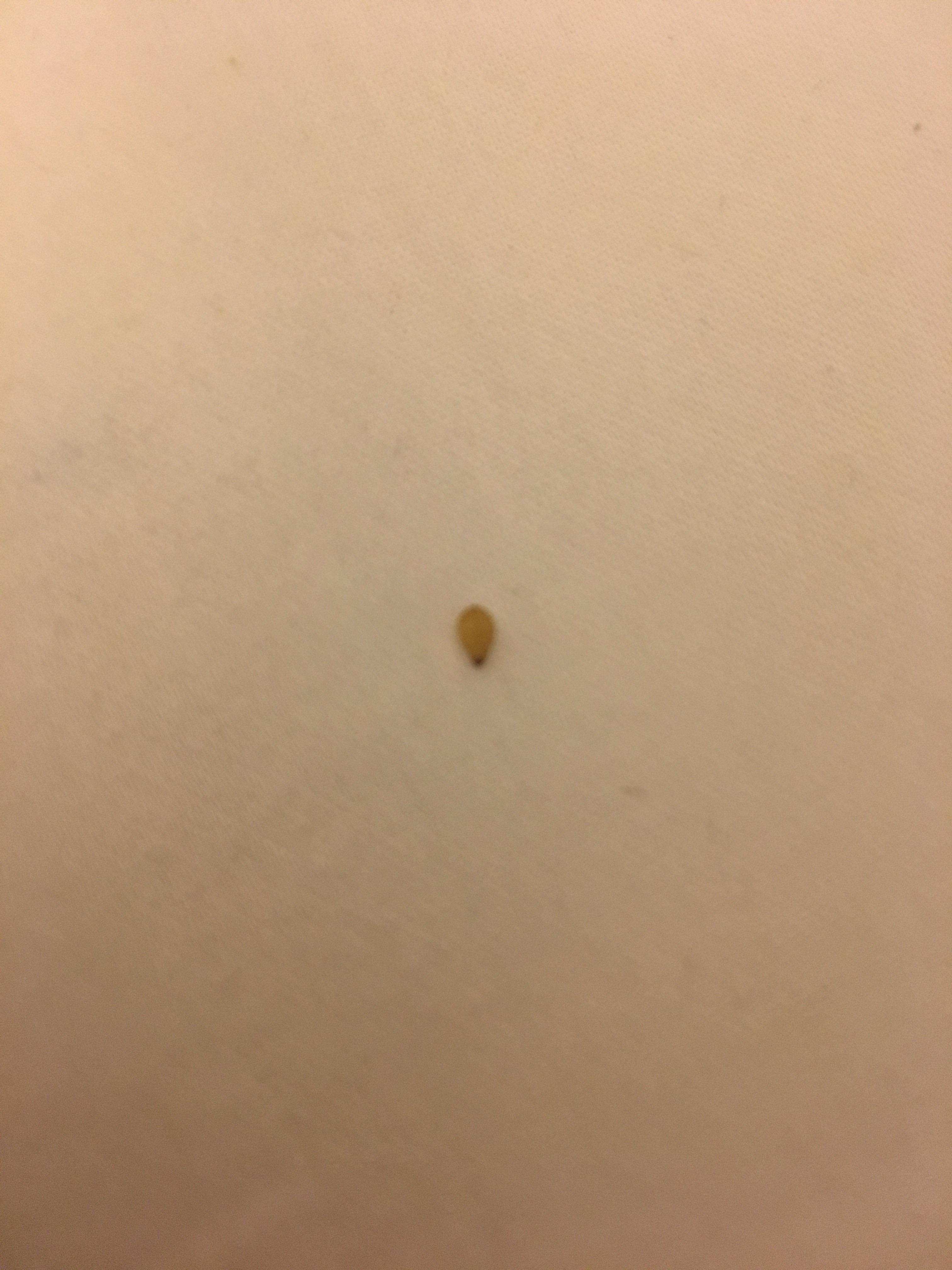 Bed Bug Eggs Sesame Seed Captions Hunter