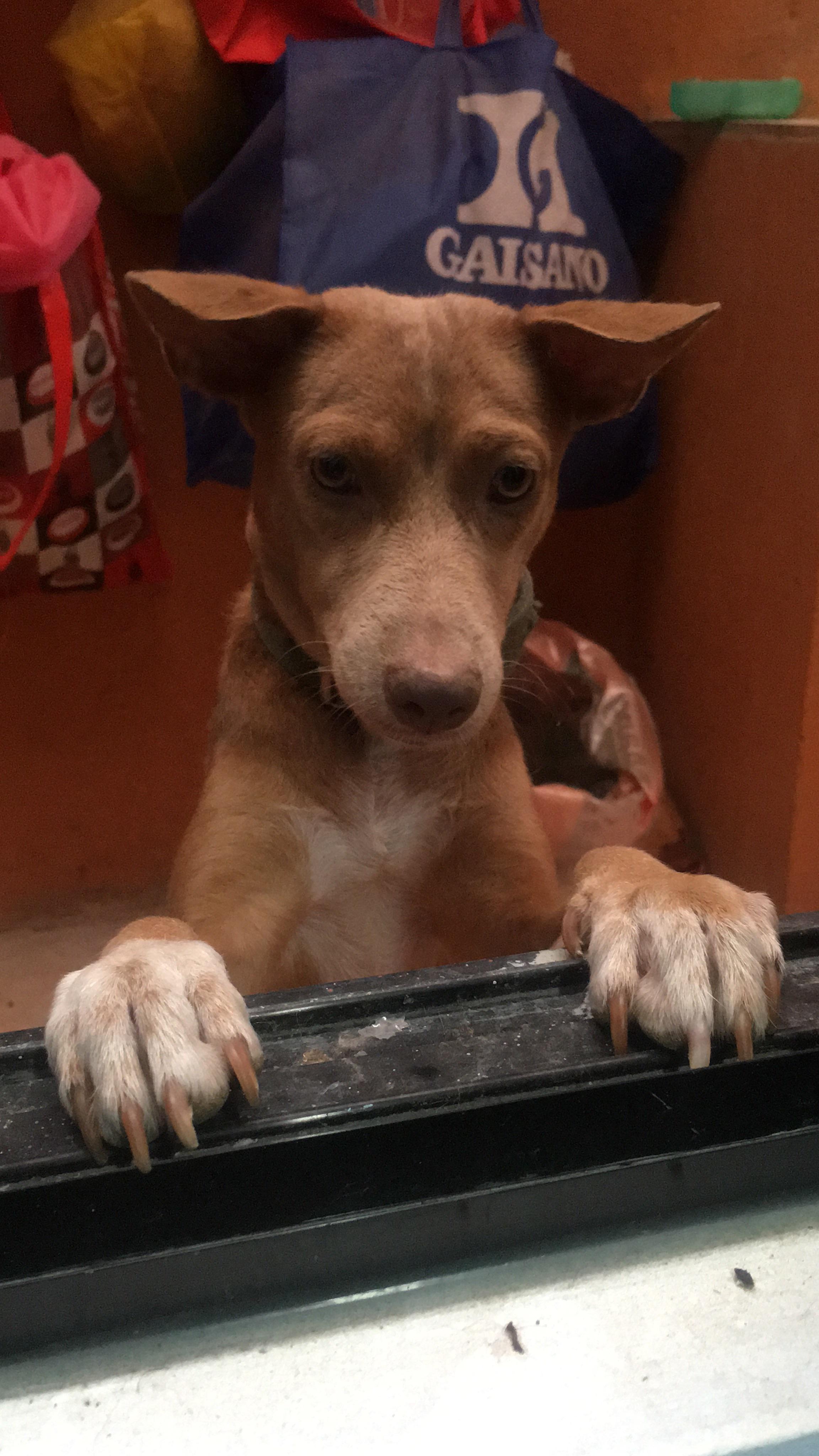 Can someone help me what’s her breed? She’s small, cute and has long