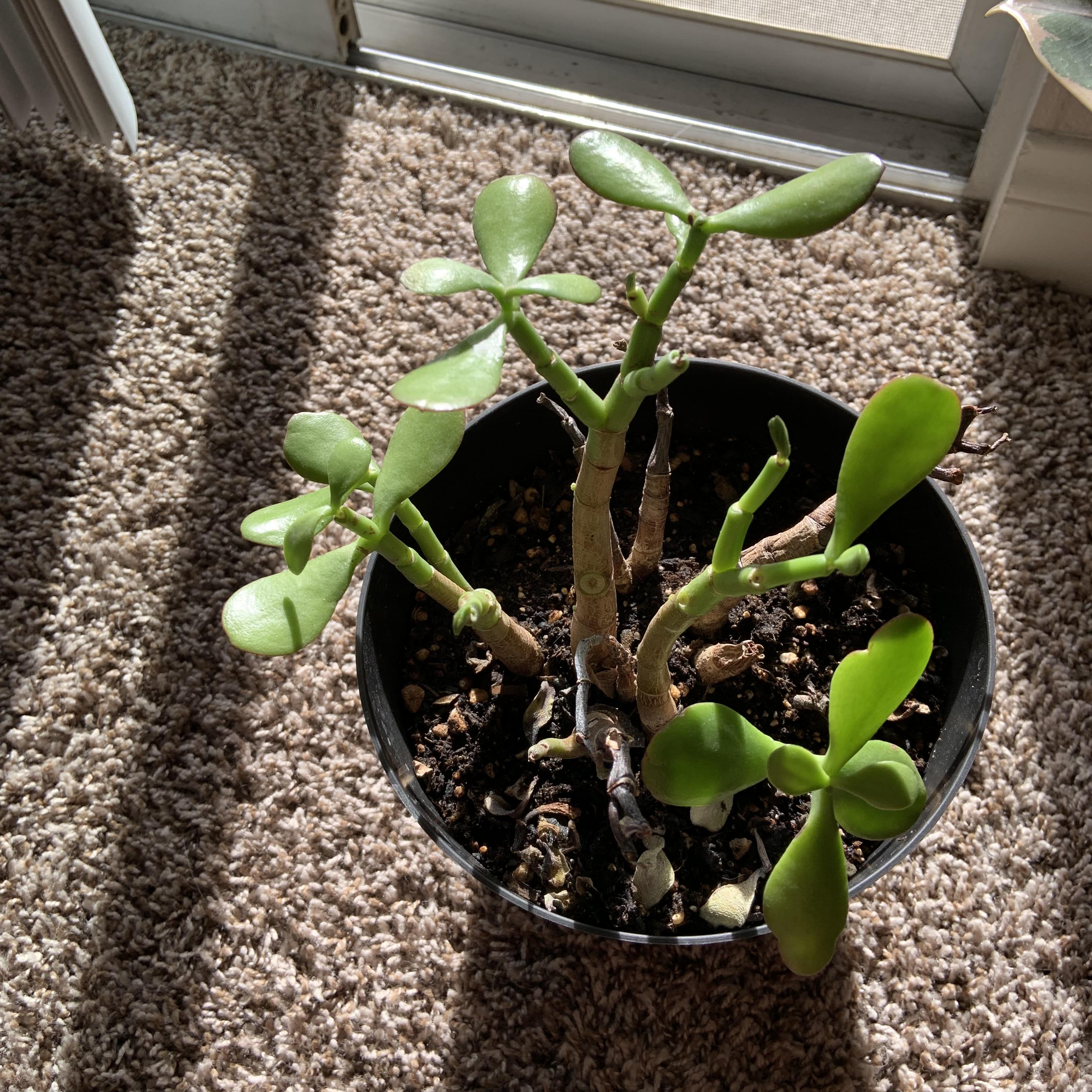 My jade plant needs help. ( Leaves fell off all at once. How do I