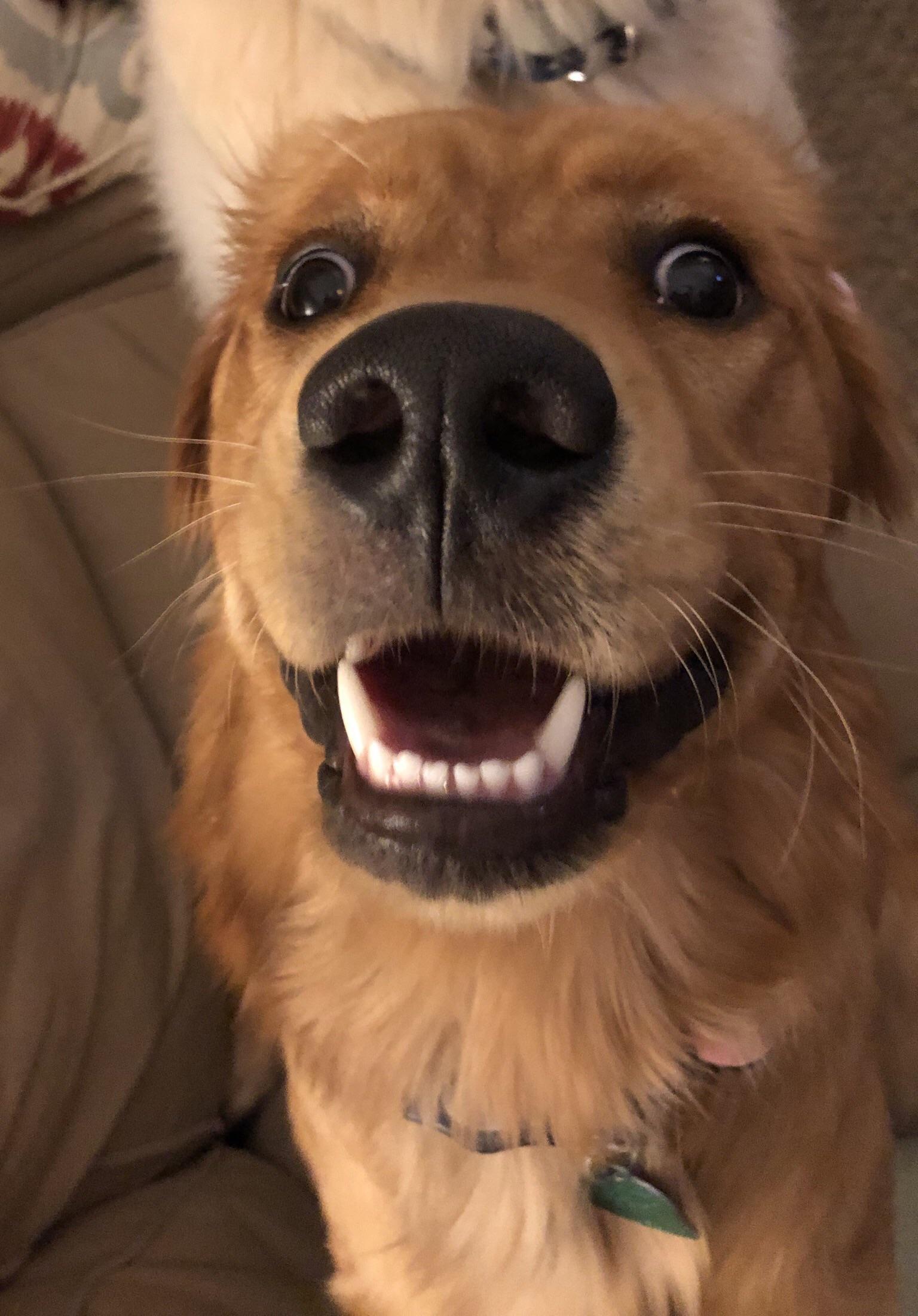 The face of a dog with far too much energy r/goldenretrievers