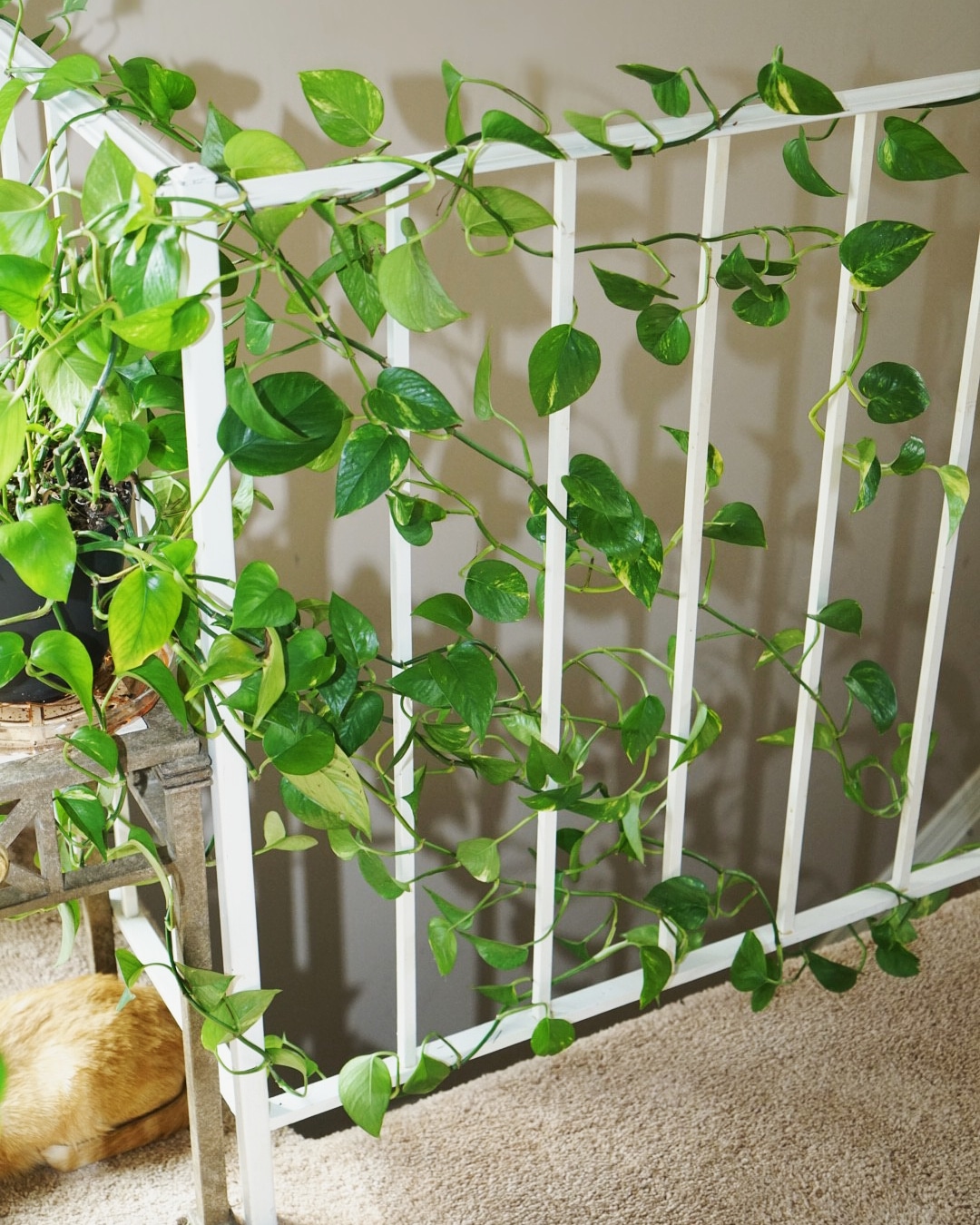 Are Golden Pothos Safe For Dogs