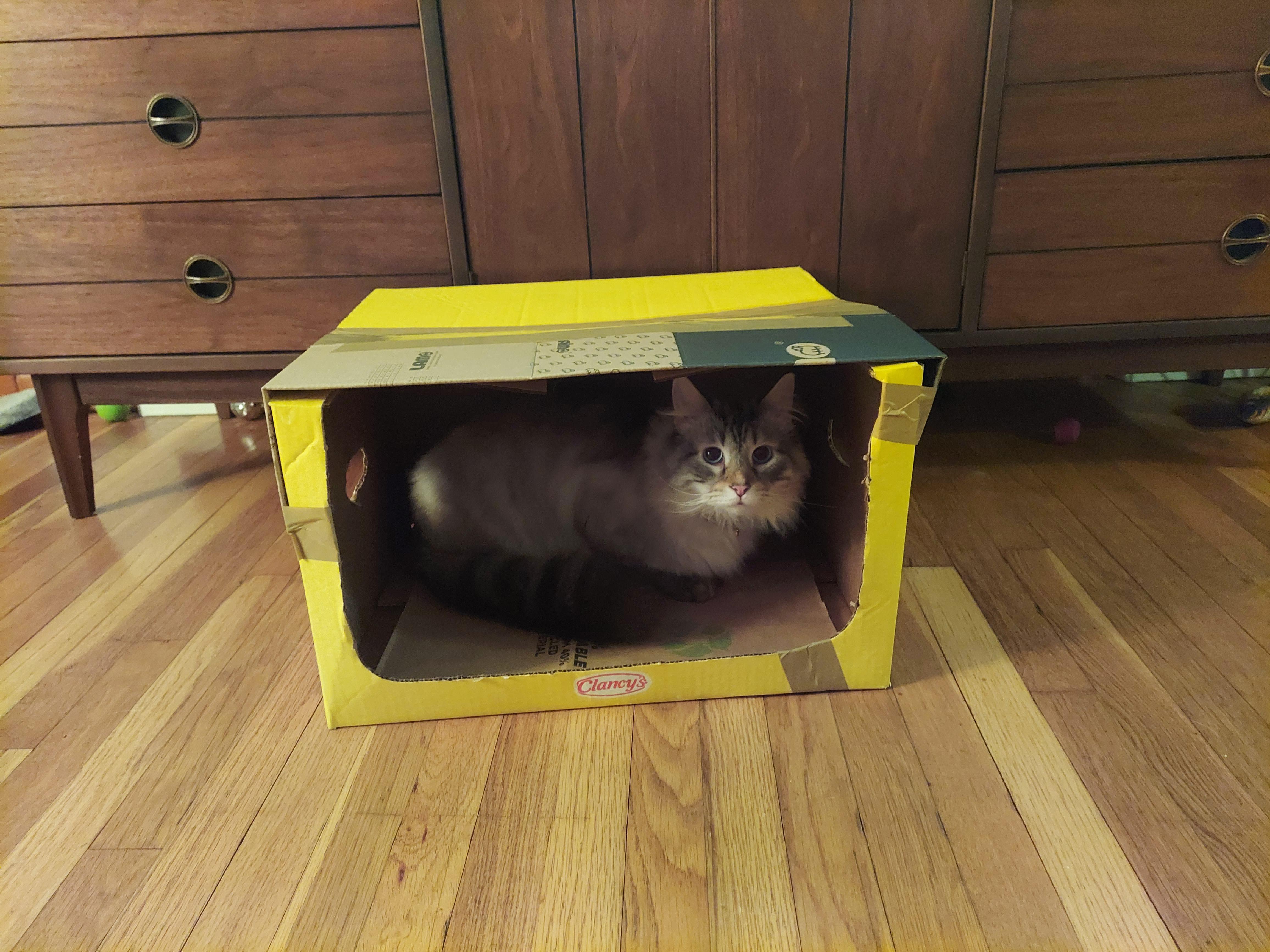 Just so you know, the cat house may be cute but you can always get a