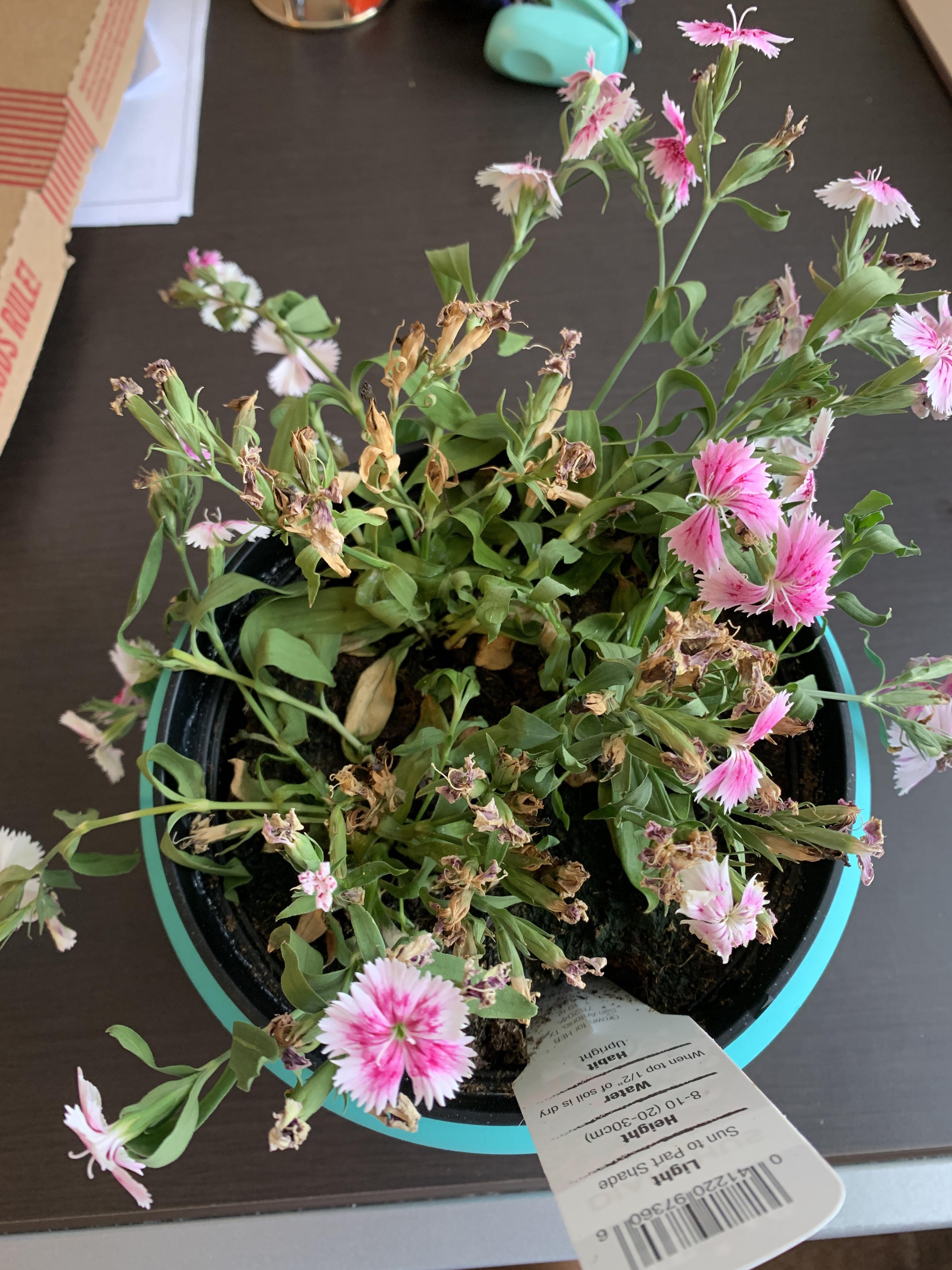 Help!! My dianthus plant keeps wilting and idk why r/gardening
