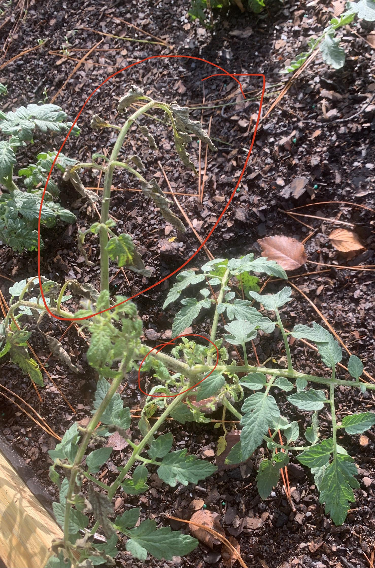 What’s wrong with this tomato plant (zone 9a) r/gardening