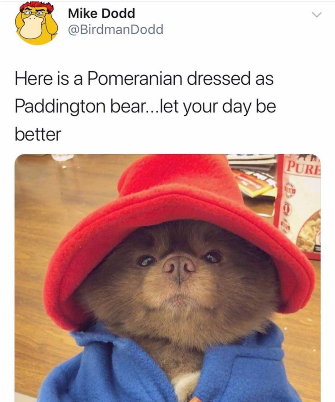 A pomeranian dressed as paddington bear r/wholesomememes