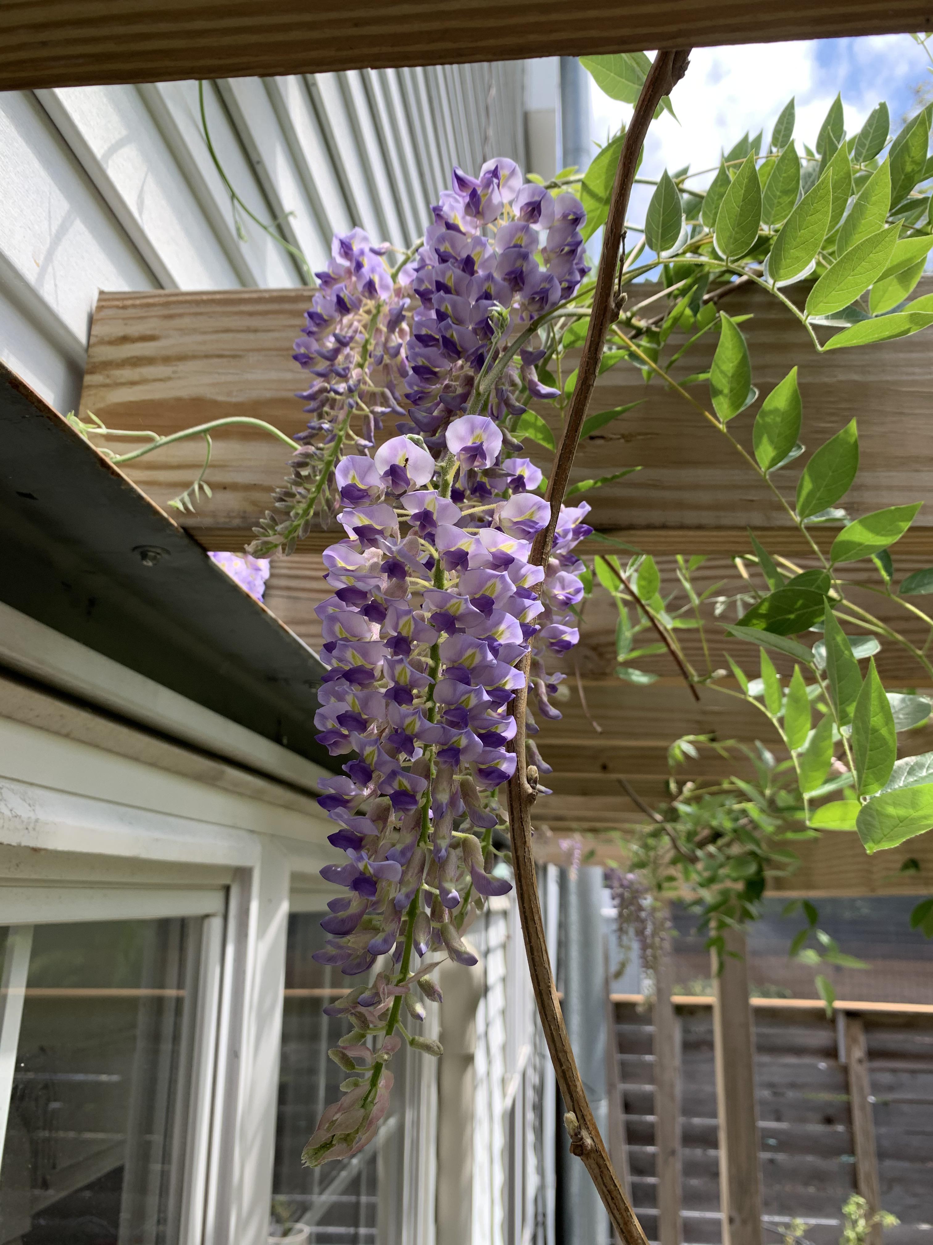 Looking for a second opinion. Is this Wisteria sinensis or some other