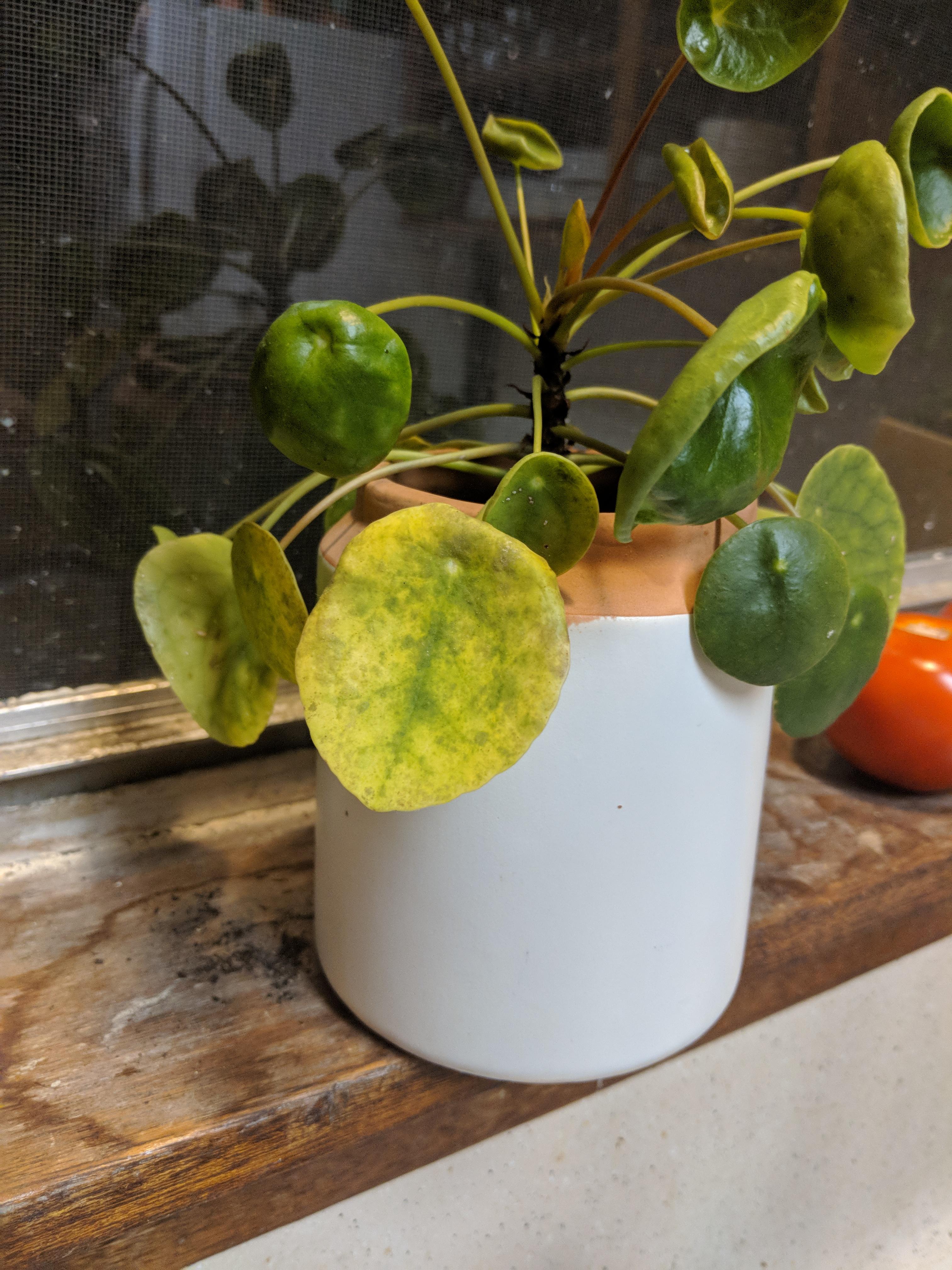 Why are my pilea's leaves turning this color? plantclinic