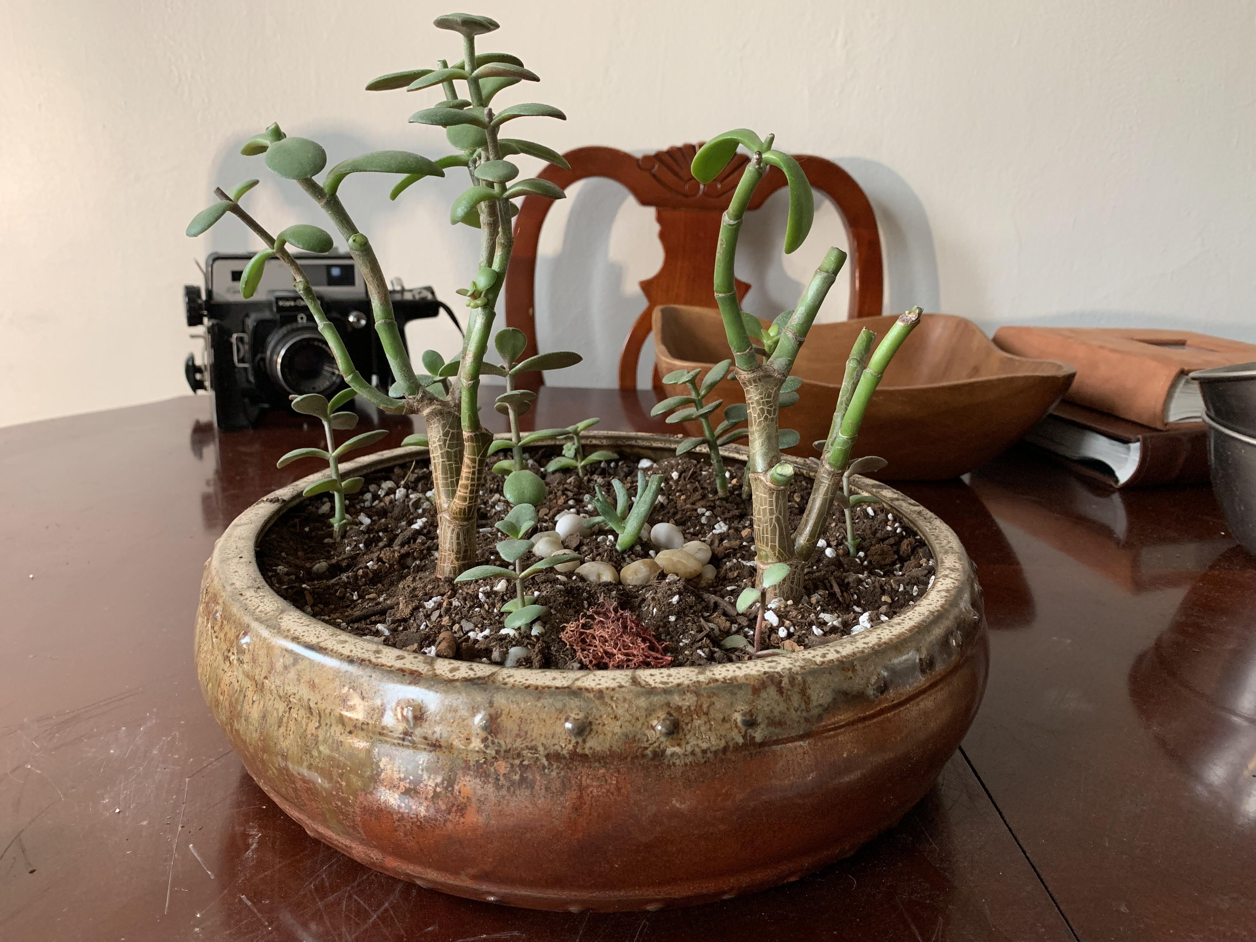 First potting of my Jade Forest, or at least what I hope