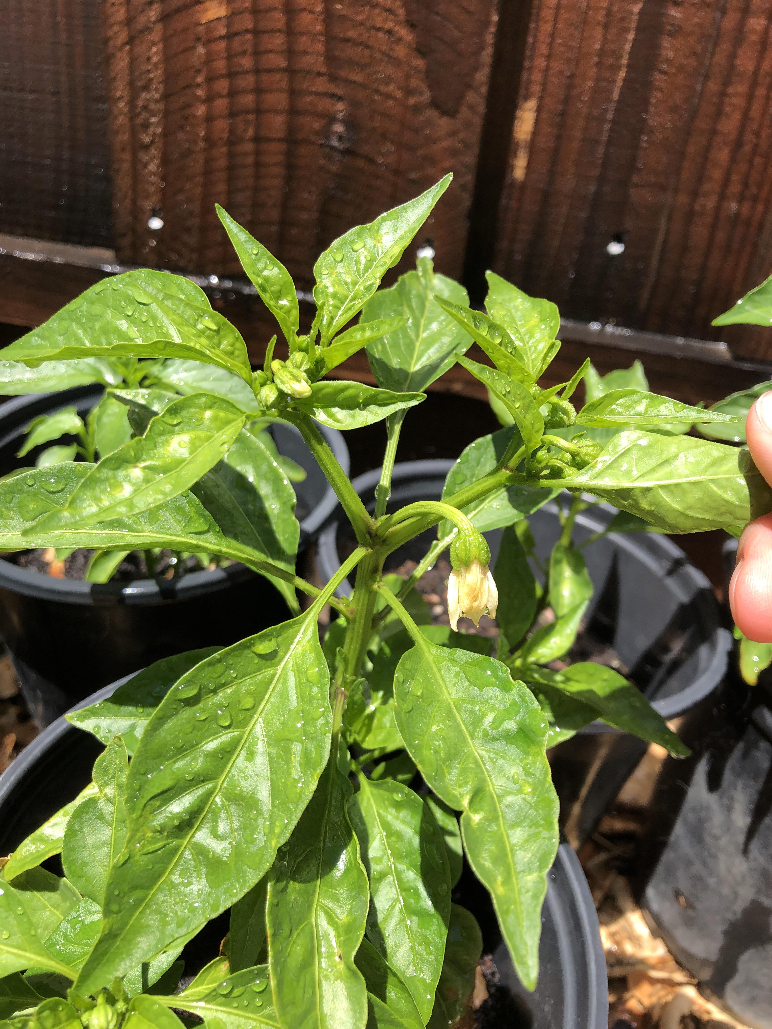 First flower died, is it because it most likely wasn’t pollinated? r