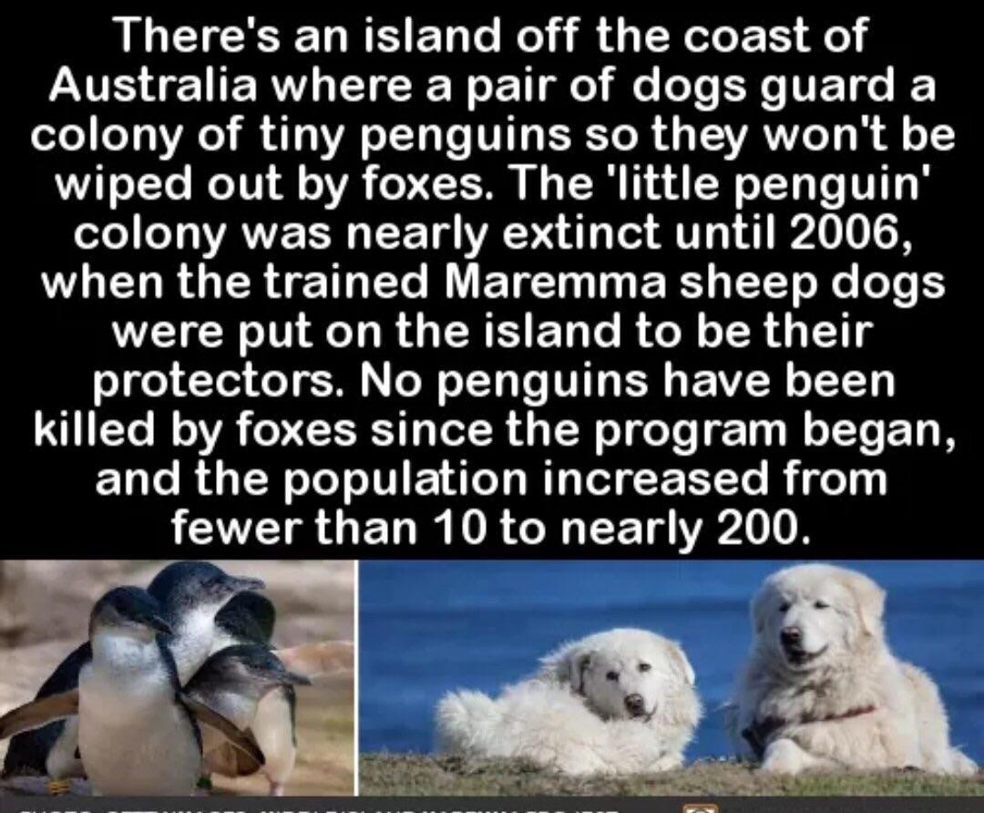 Good dogs. r/AnimalsBeingBros