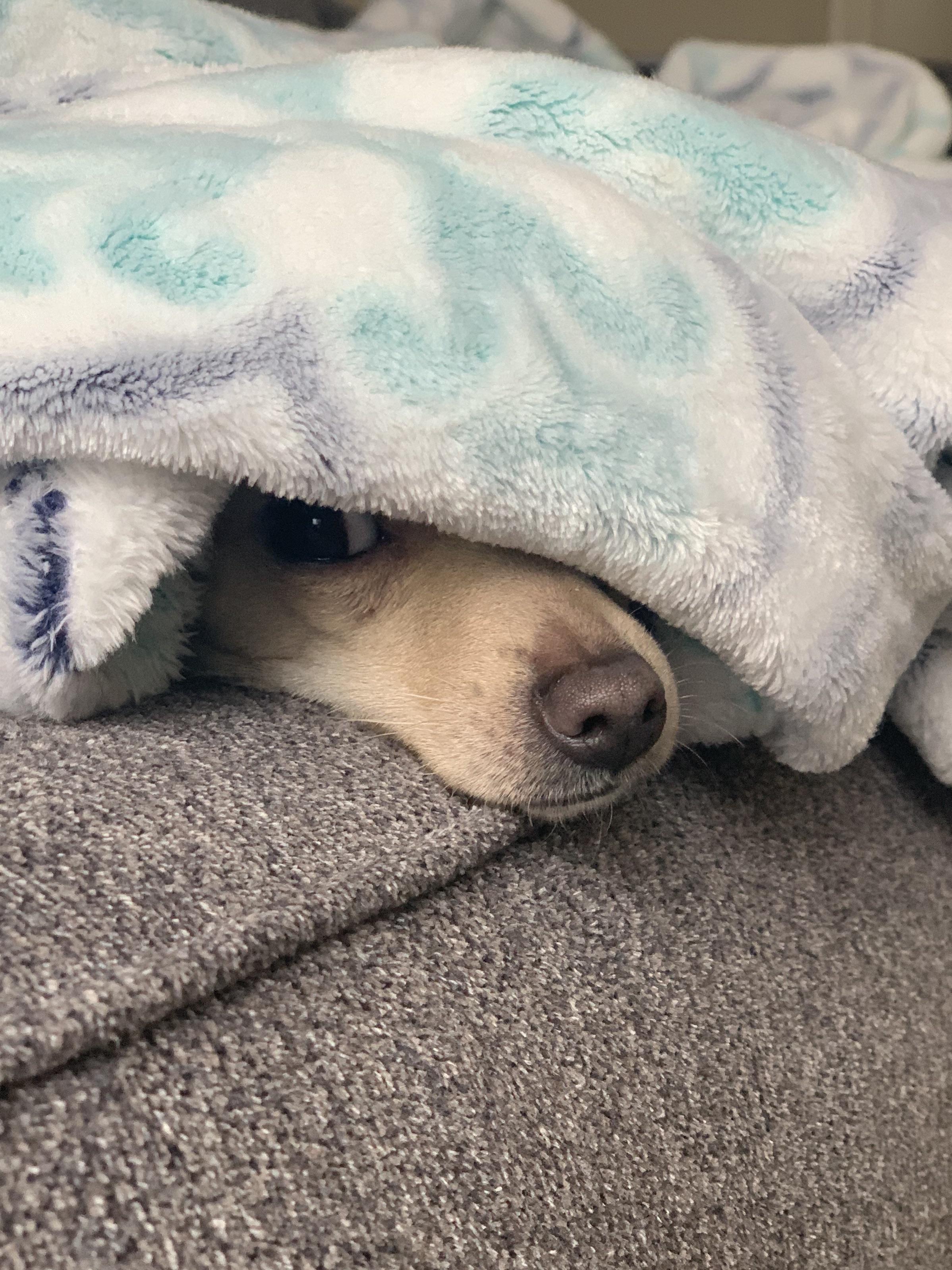 Maya loves to burrow r/Chihuahua