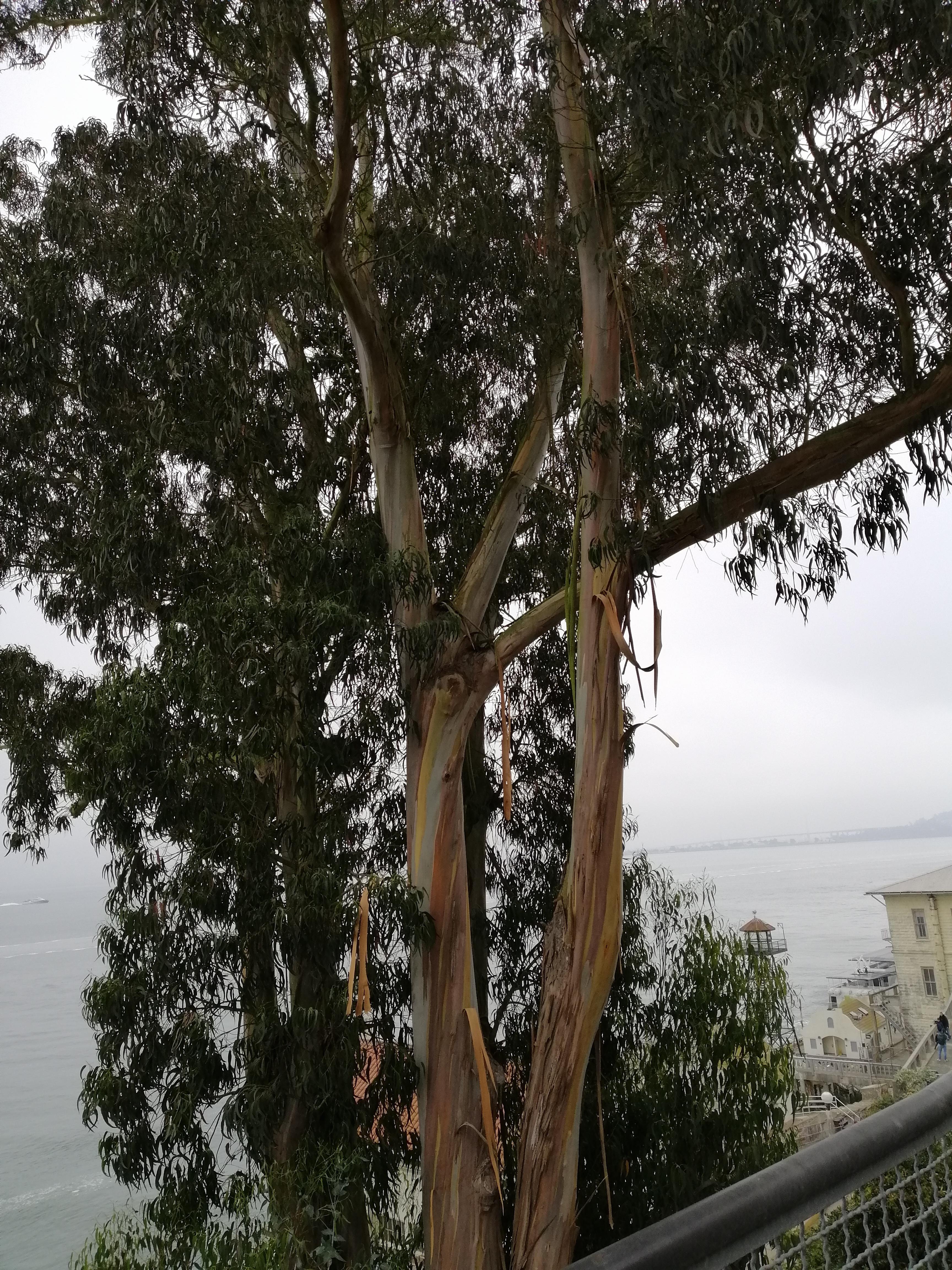 Unexpected gumtree on Alcatraz Island, San Francisco r/australia