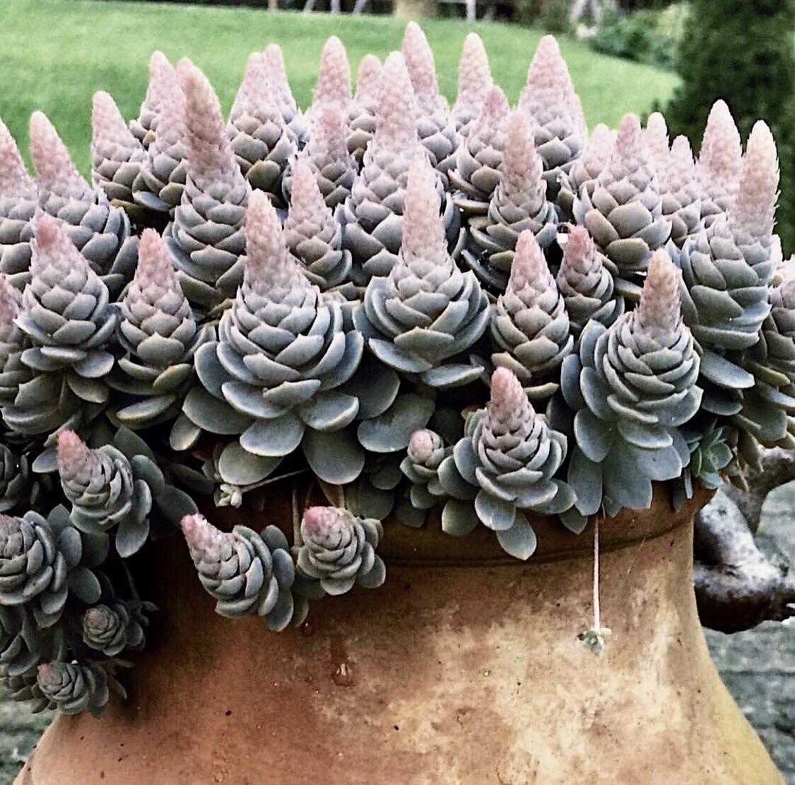 Orostachys iwarenge, Chinese Dunce Cap / Chinese Hat Chinese plants