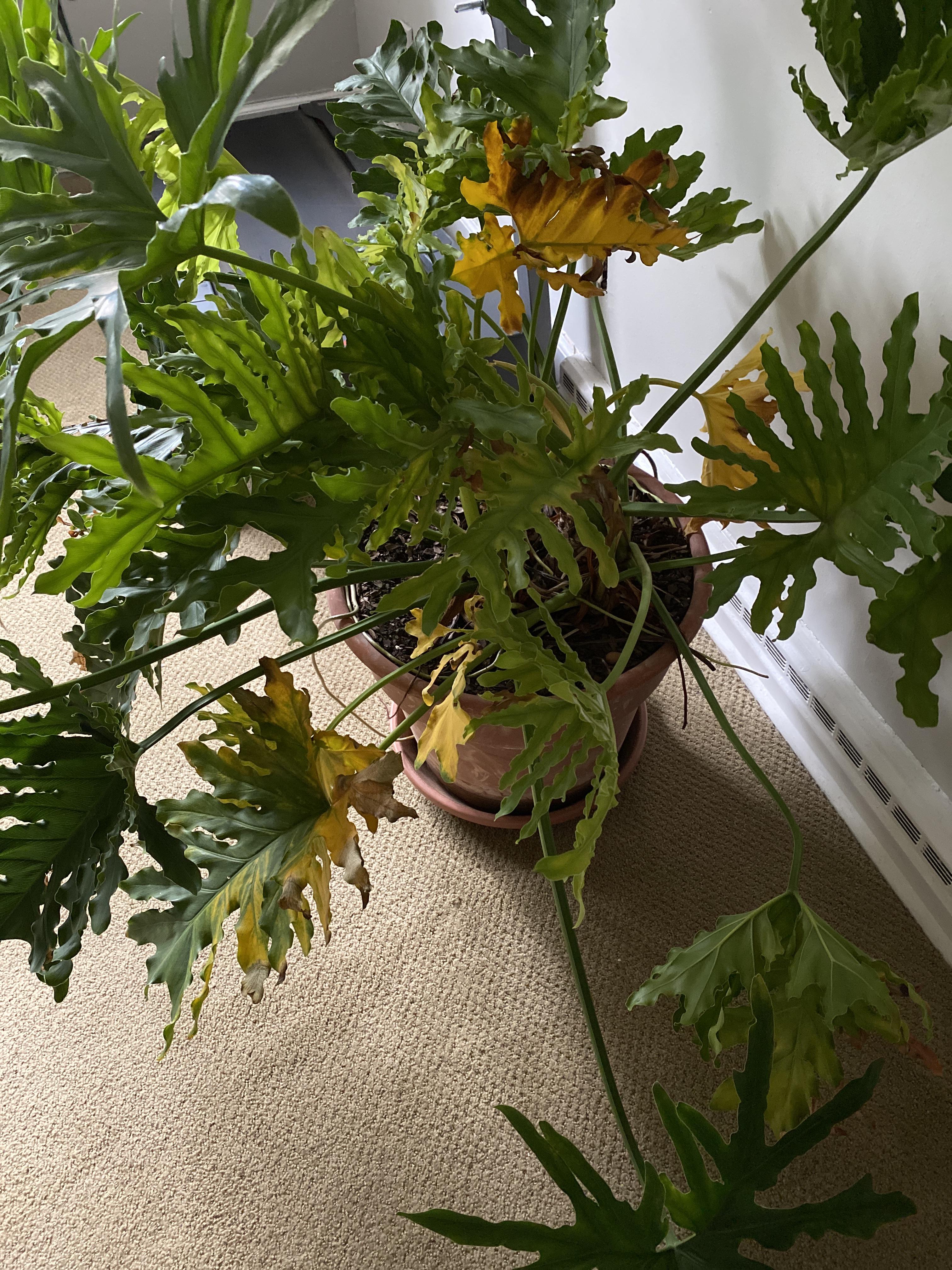 Yellowing leaves on Philodendron Selloum. I just inherited her... maybe