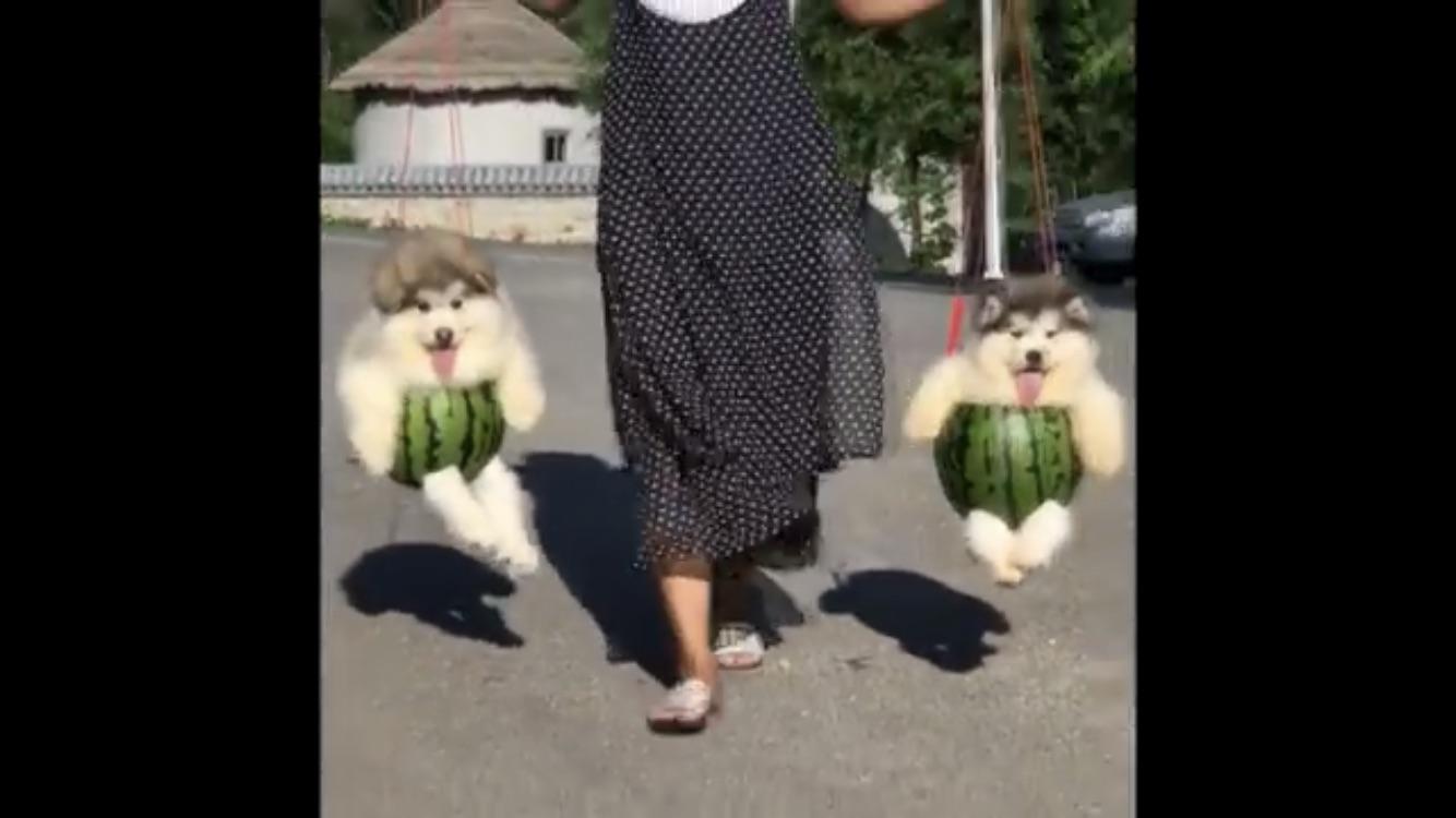 Melon boi (very chonky) r/Blessed_Images